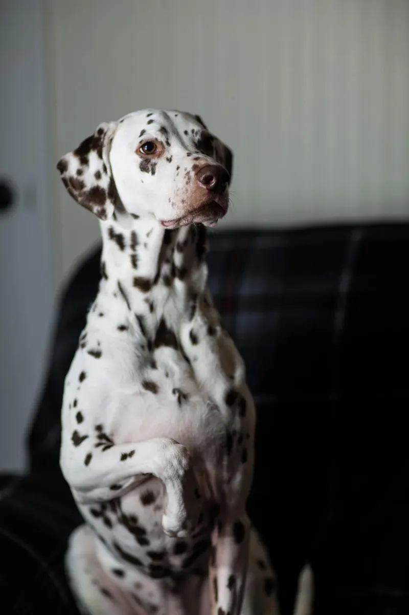 Dog · Dalmatian named Elvis