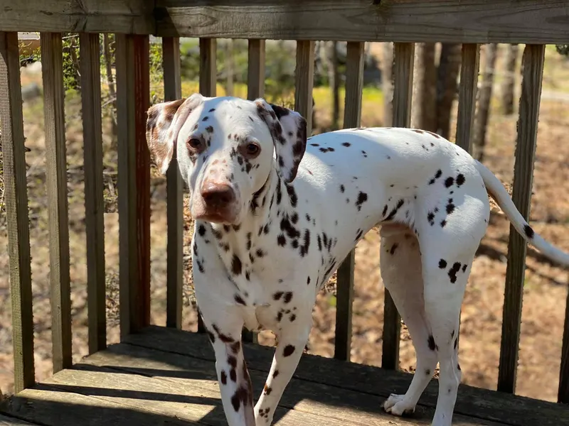 Dog · Dalmatian named Elvis — photo 3