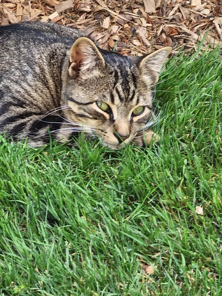 J's Story | Heartfelt Tribute & Memorial at Pet Funeral