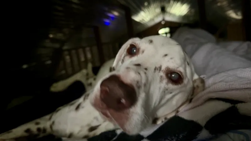 Dog · Dalmatian named Elvis — photo 4