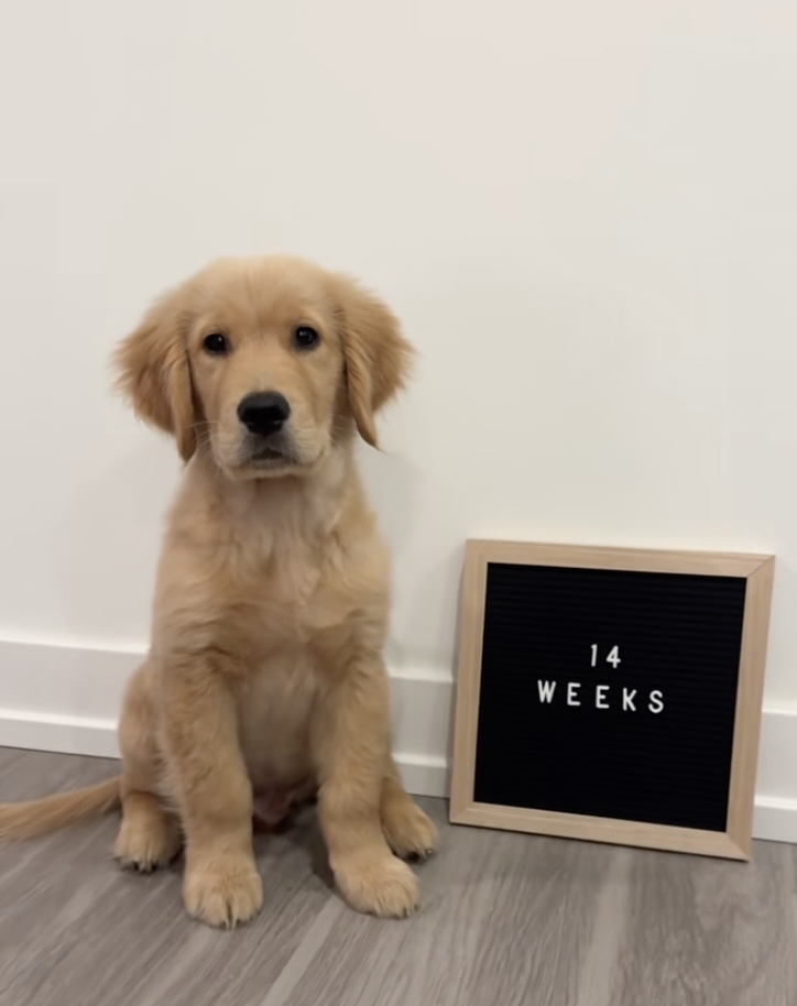 Maple the golden retriever puppy, 14 weeks old, playing in grass