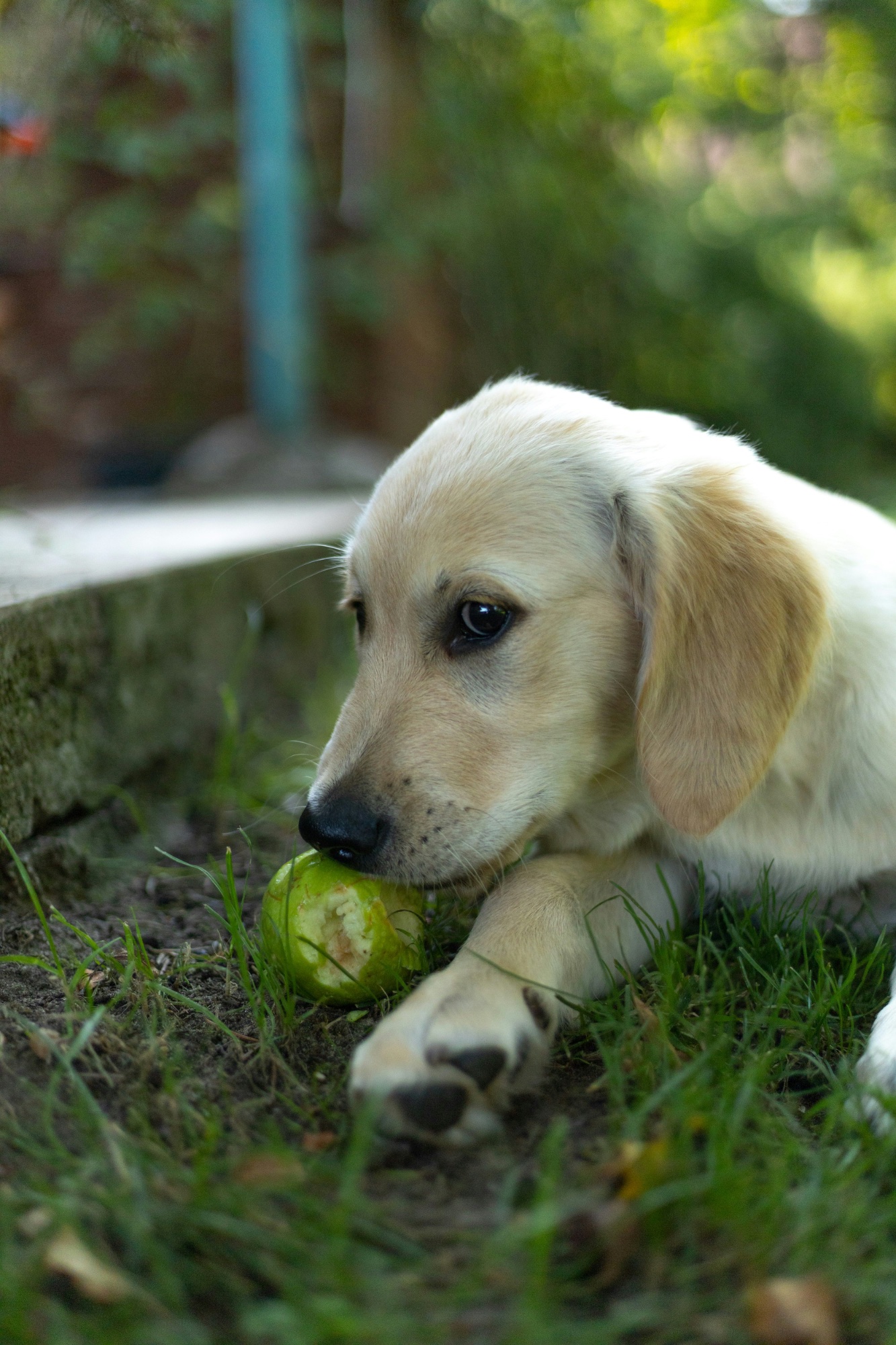 Rosie the golden retriever puppy, 14 weeks old