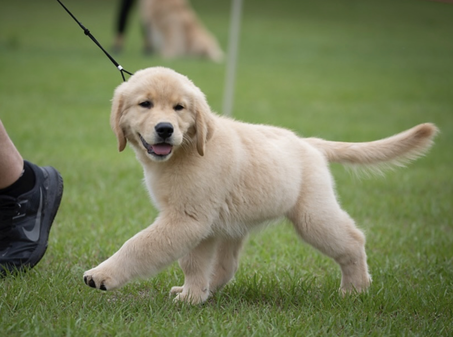 Biscuit the golden retriever puppy, 14 weeks old