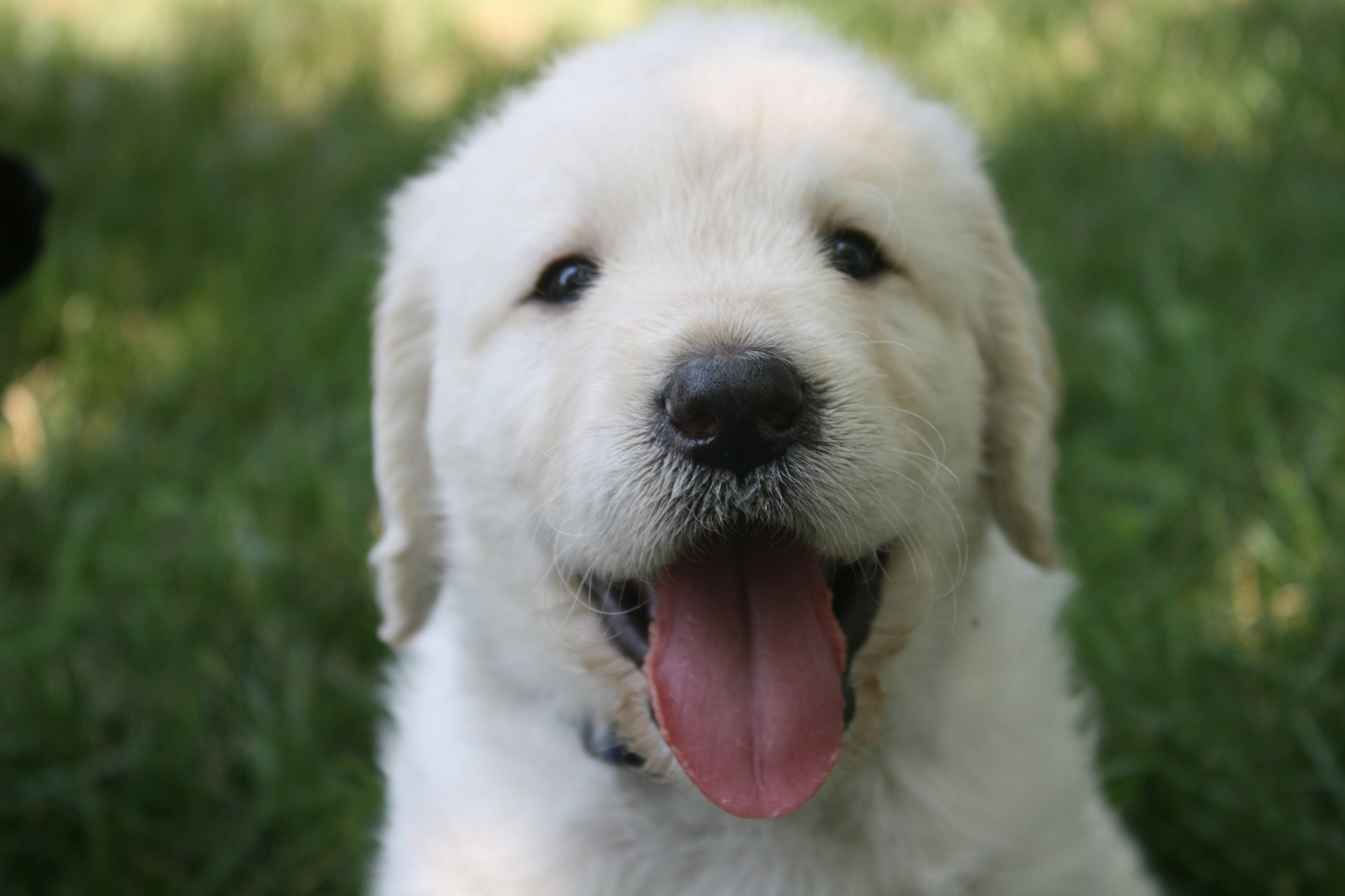 Golden retriever puppy close-up