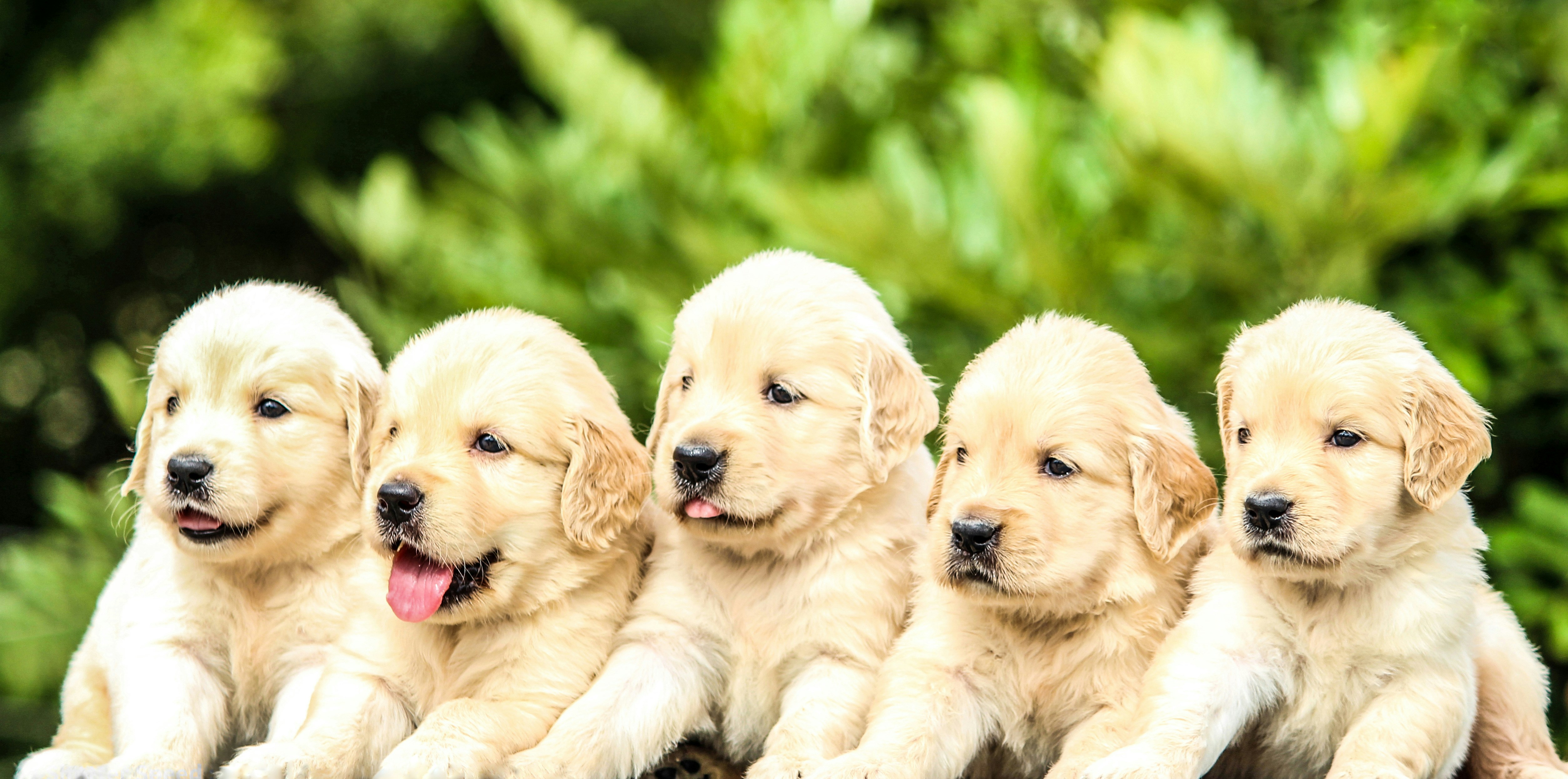 Golden retriever litter puppies together