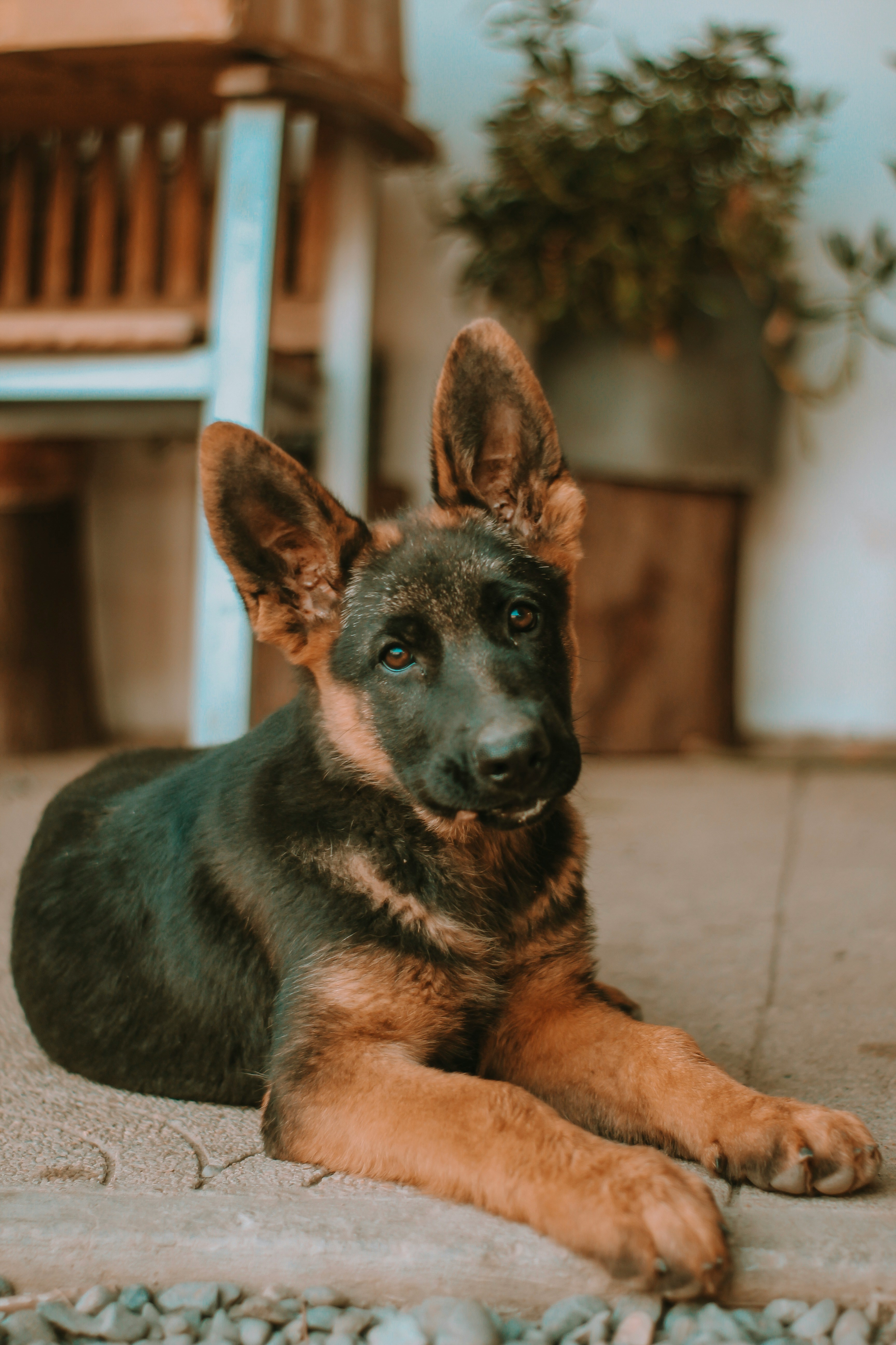 German shepherd puppy with big ears