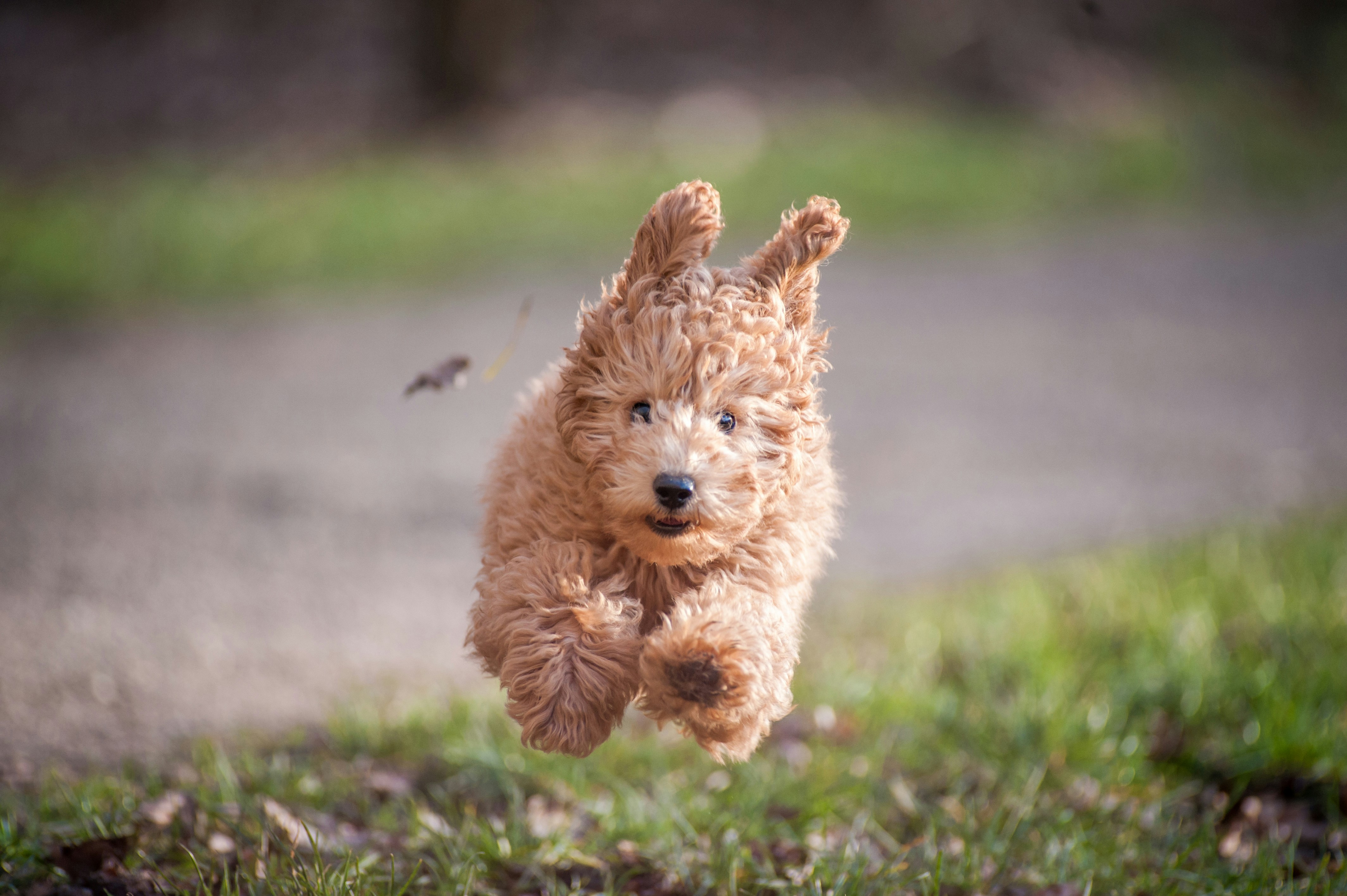Labradoodle puppy running