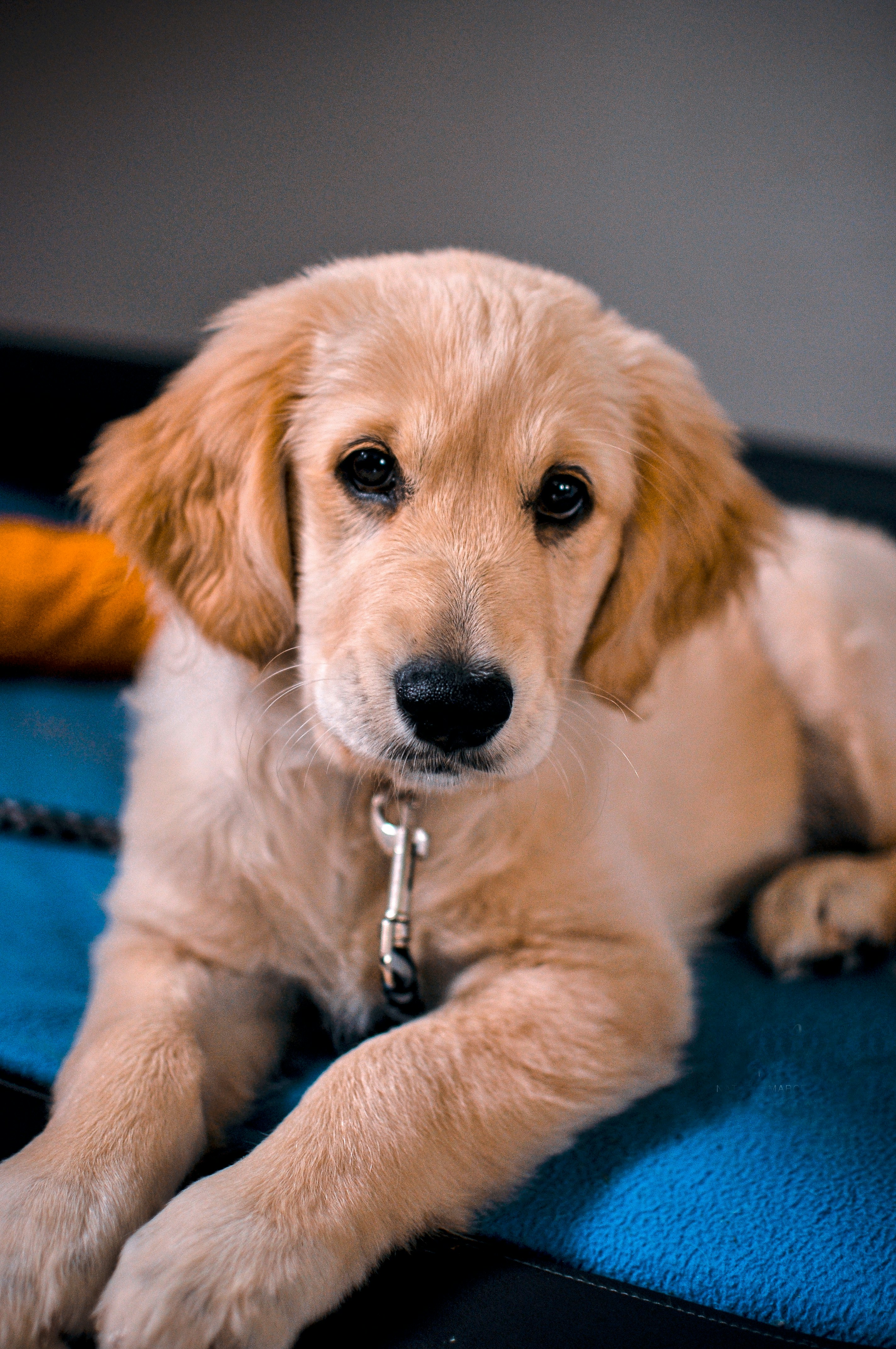 Finn the golden retriever puppy, 14 weeks old, resting