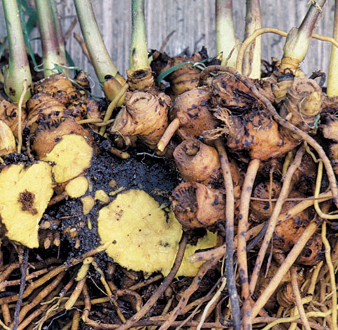 Goldenseal root