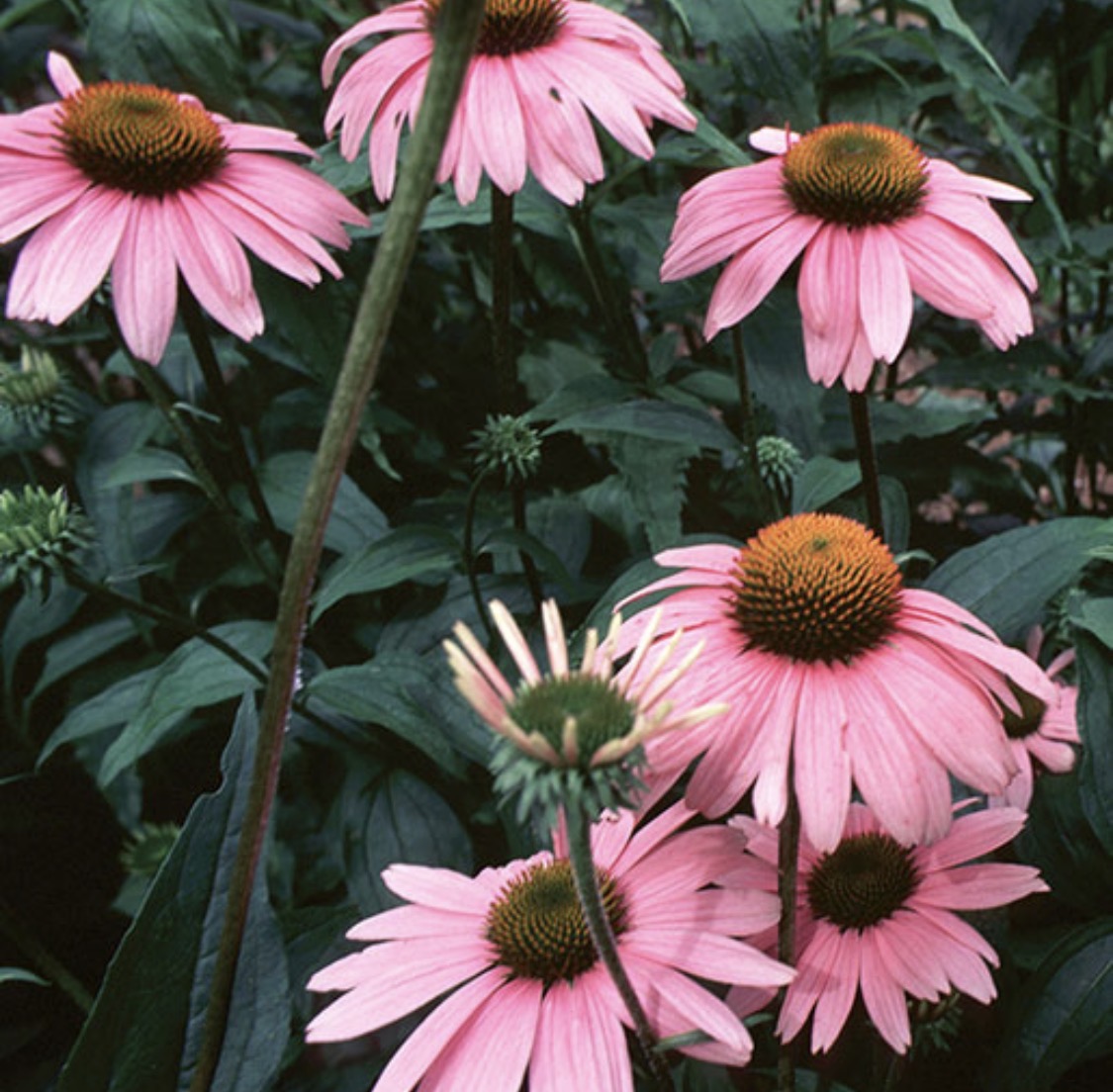 Echinacea flowers field