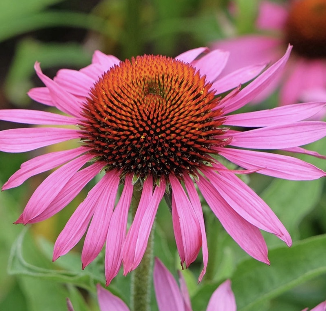 Echinacea close-up flower