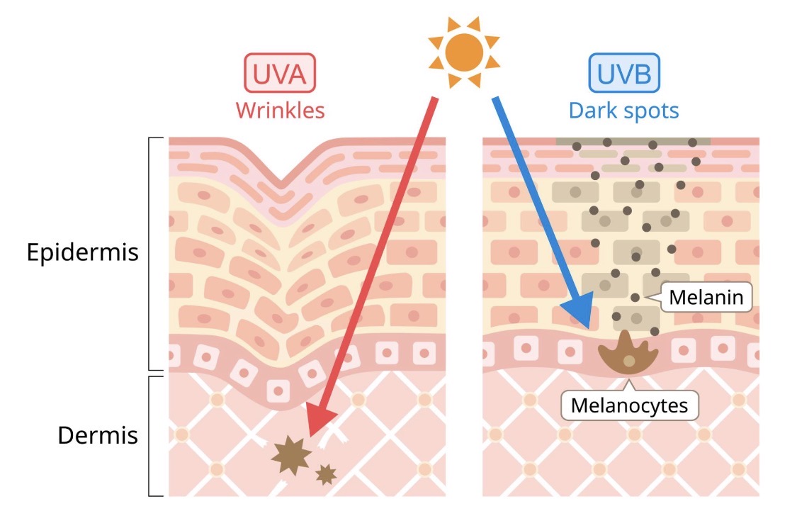 Mineral vs chemical sunscreen features checklist