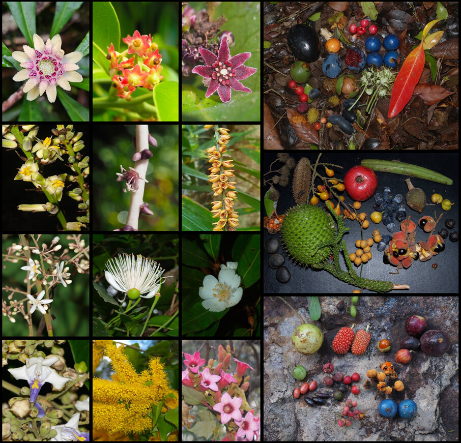 Australian native flowers and rainforest fruits — expert botanical identification by Altitude Ecology