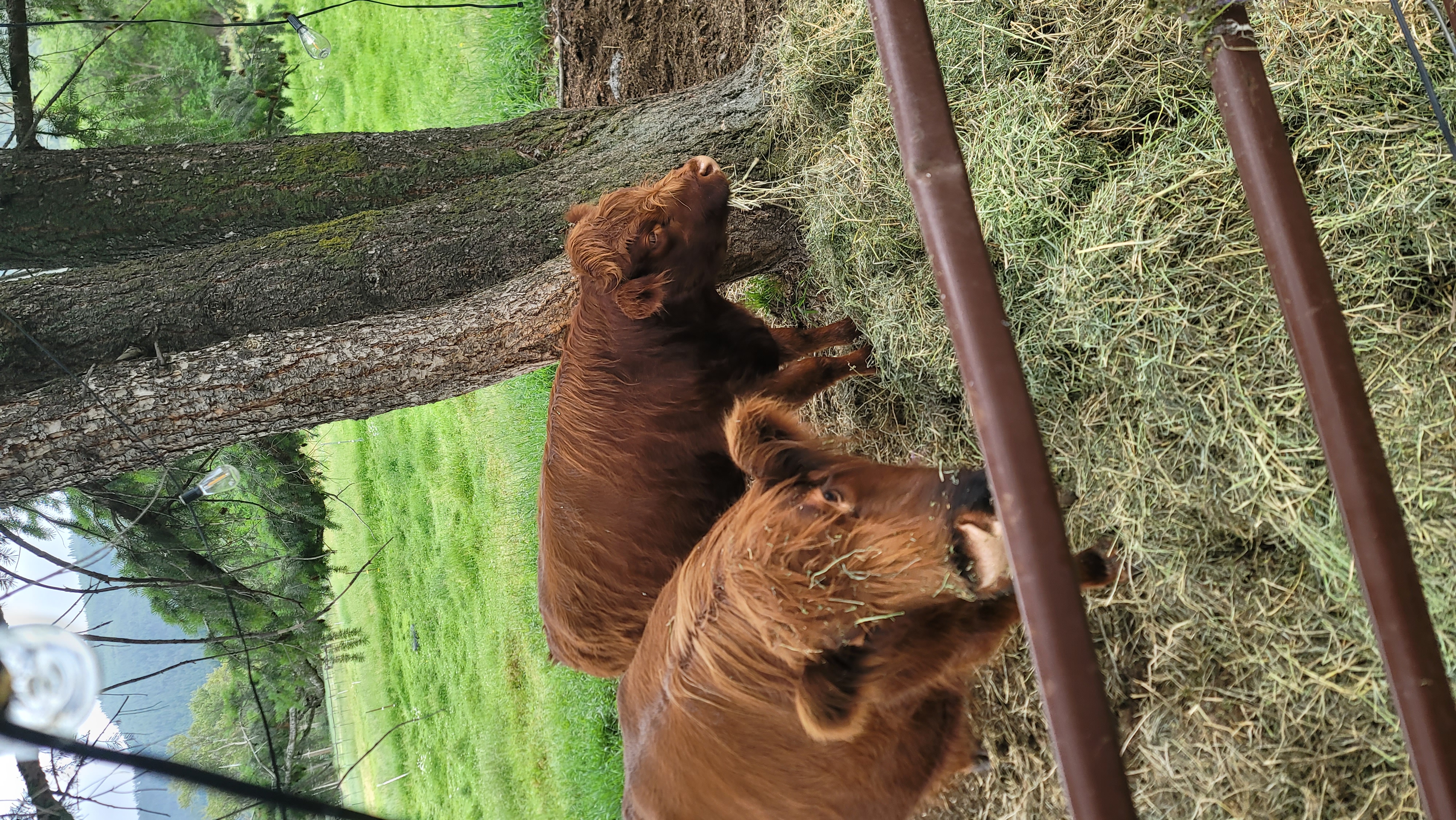 A client leaning against the cow Sugar at the fence rail, Sugar chewing cud with her eyes half-closed.