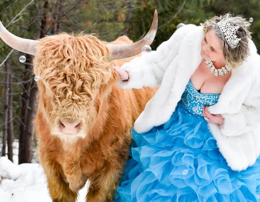 A Highland cow grazing the pasture at the Moolady paddock in Clinton, Montana — cow-interaction frame.