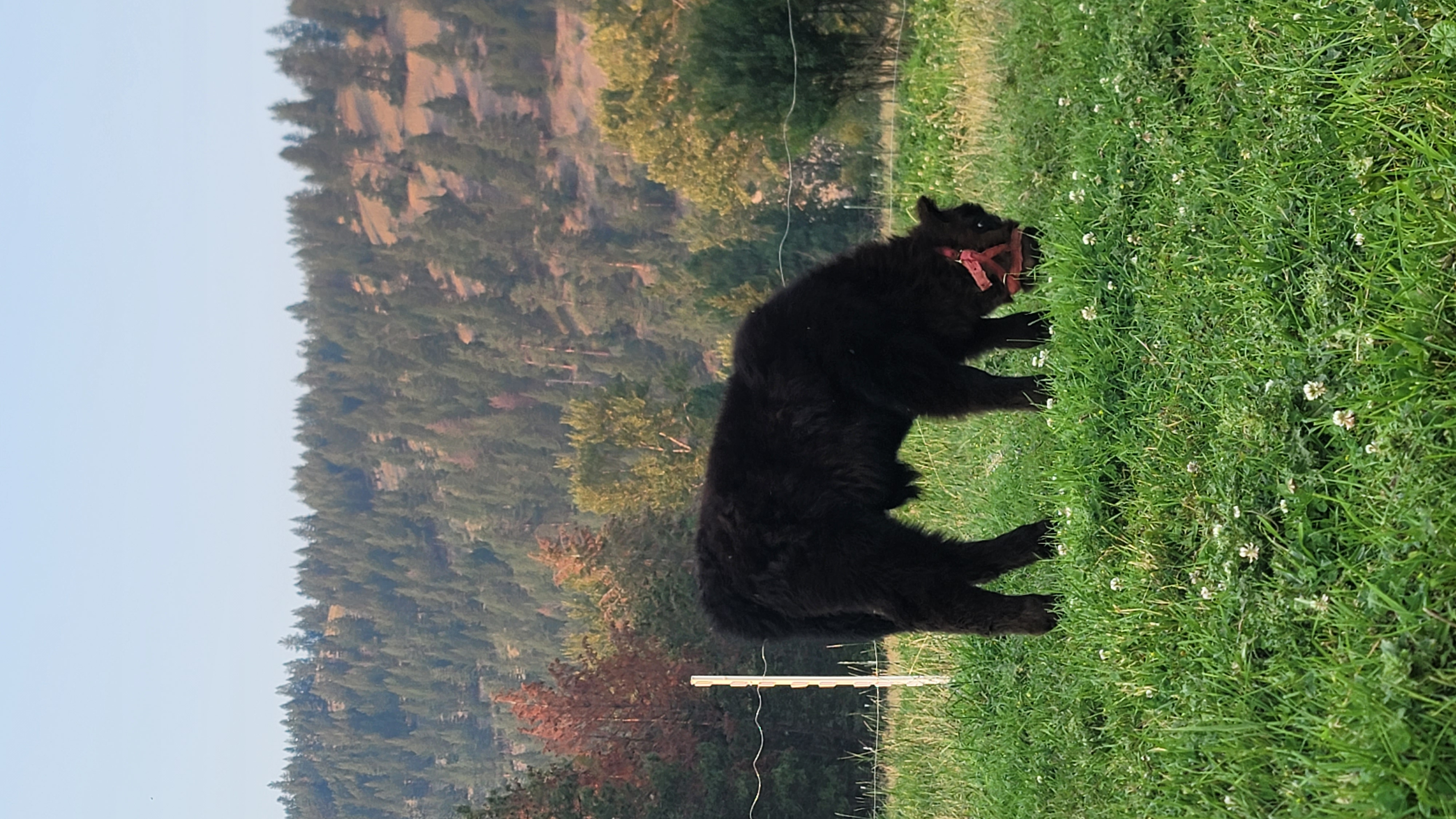 A close vertical frame of Angus McPeppercorn, dark coat and alert posture set against a plain pasture backdrop.