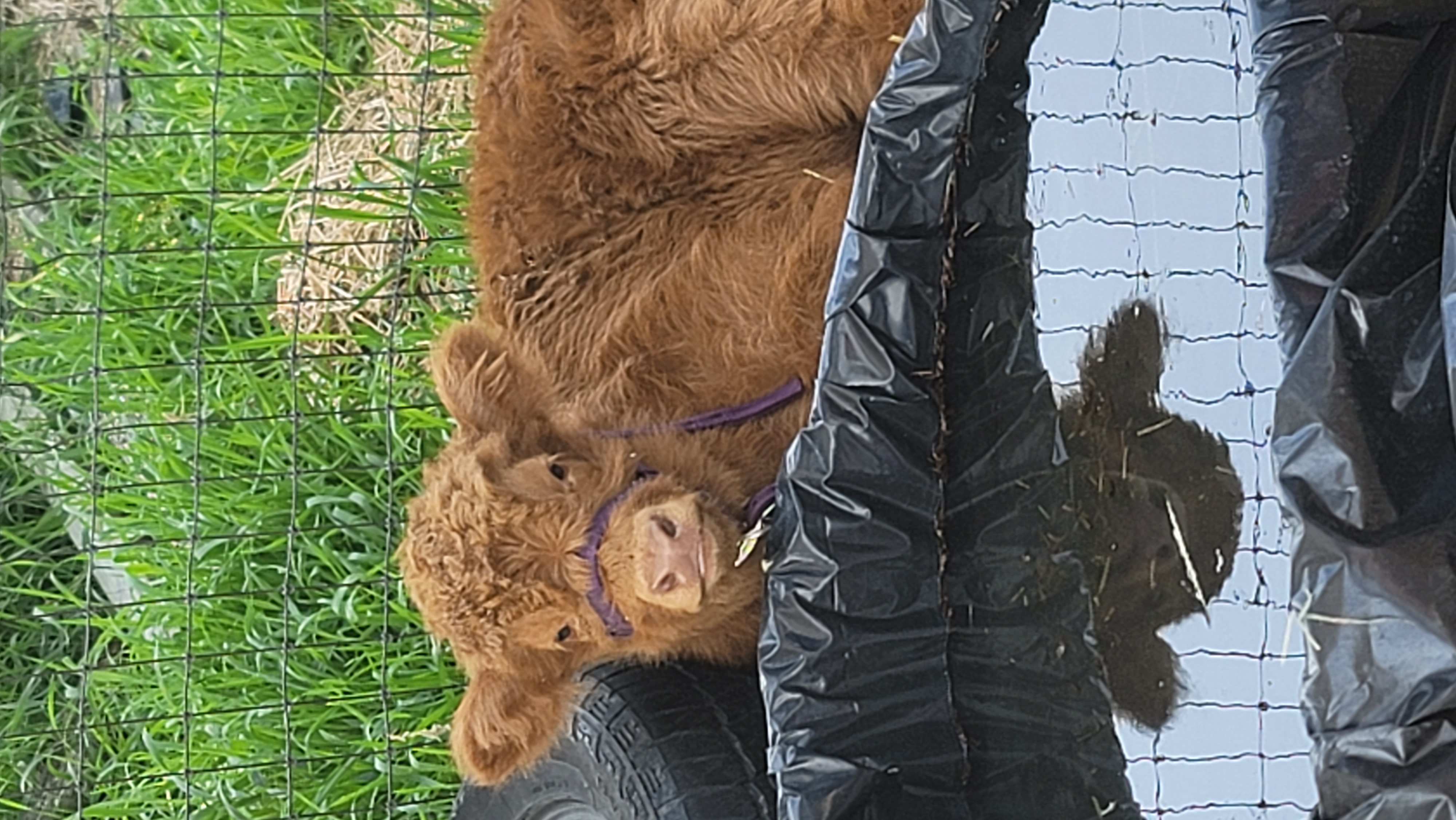 A vertical portrait of Dottie, the herd heifer, mug turned toward the camera, ears tipped forward.