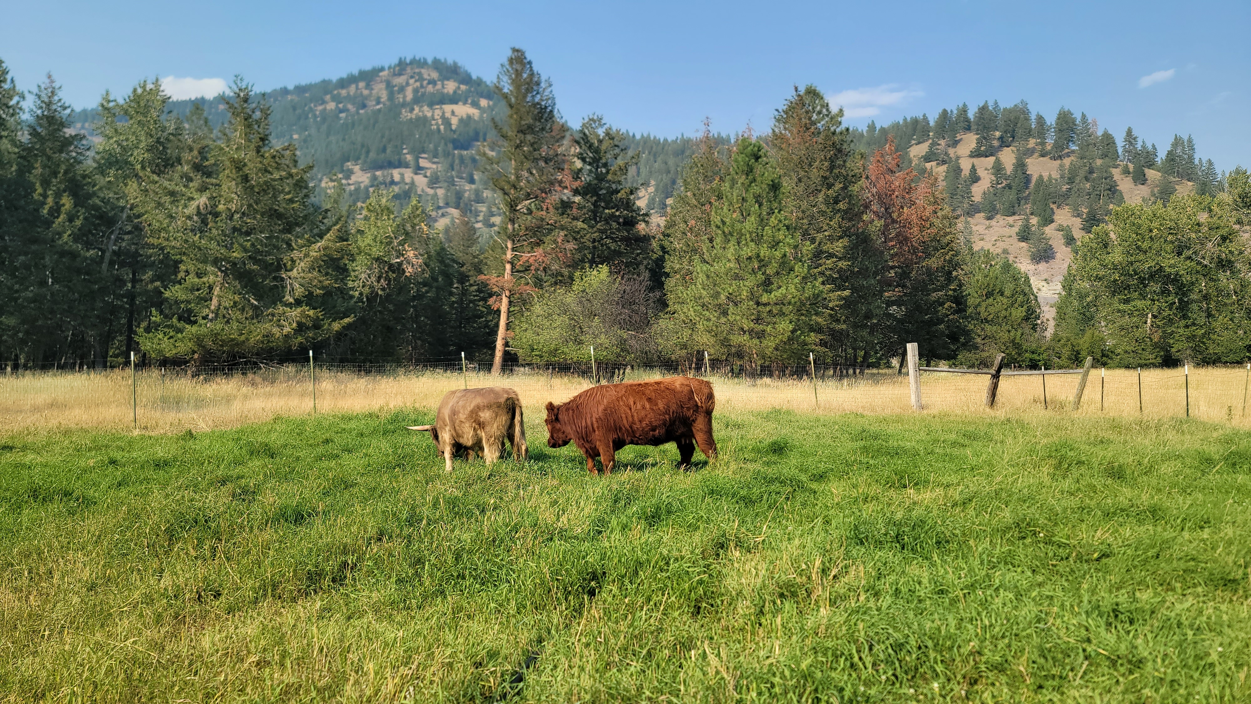 Gandolf and Sugar nose-to-nose in the pasture, framed against an open sky.