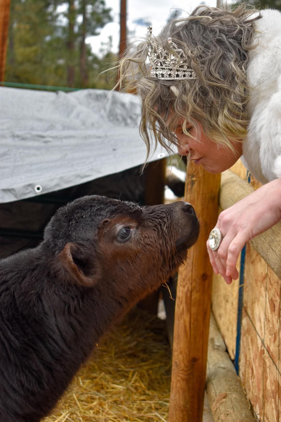 A client at the fence rail with a Highland cow during a cow-interaction session at the Moolady paddock in Clinton, Montana.