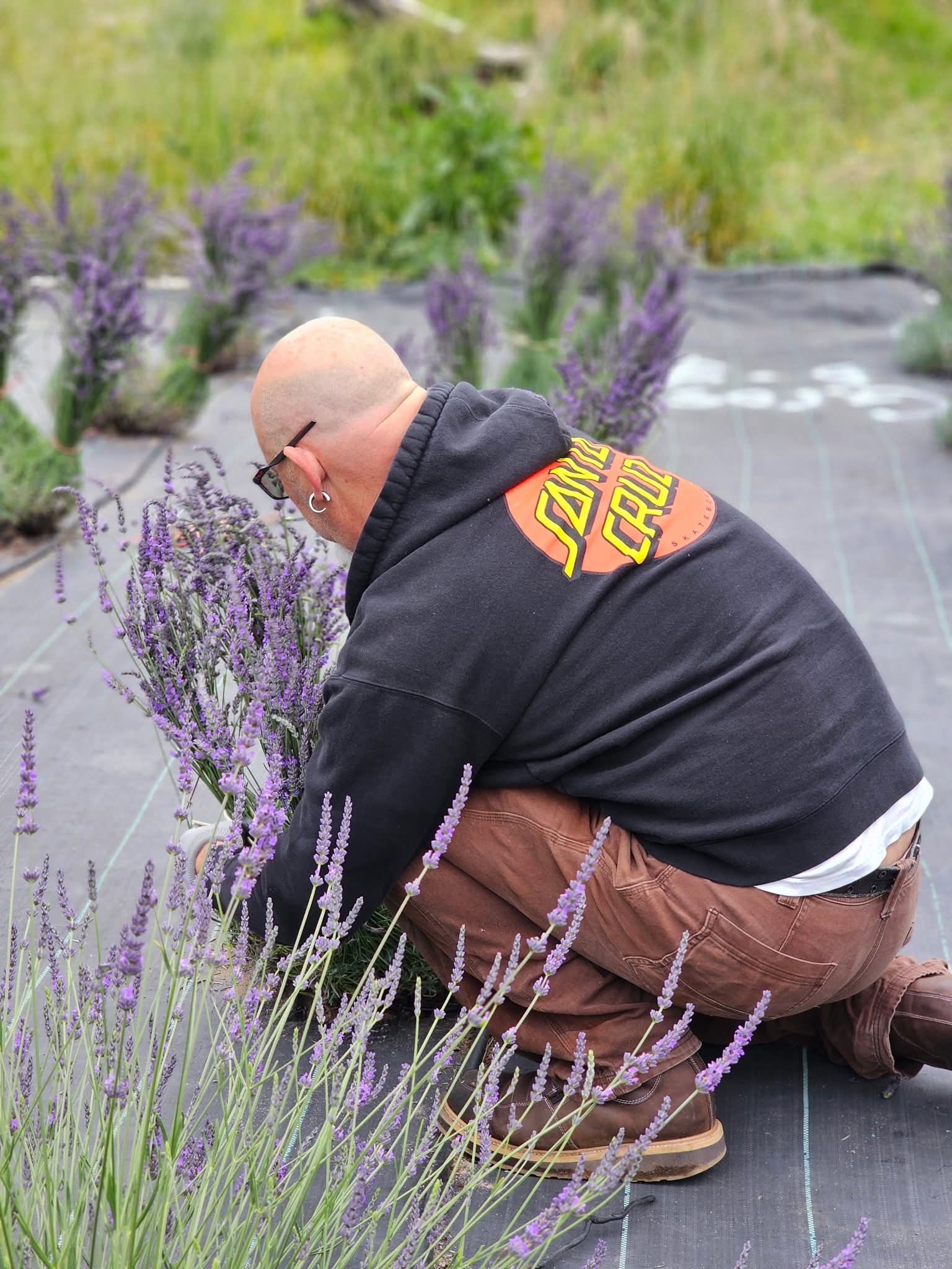 A grower hand-cutting lavender among the rows at Brenton Family Farms