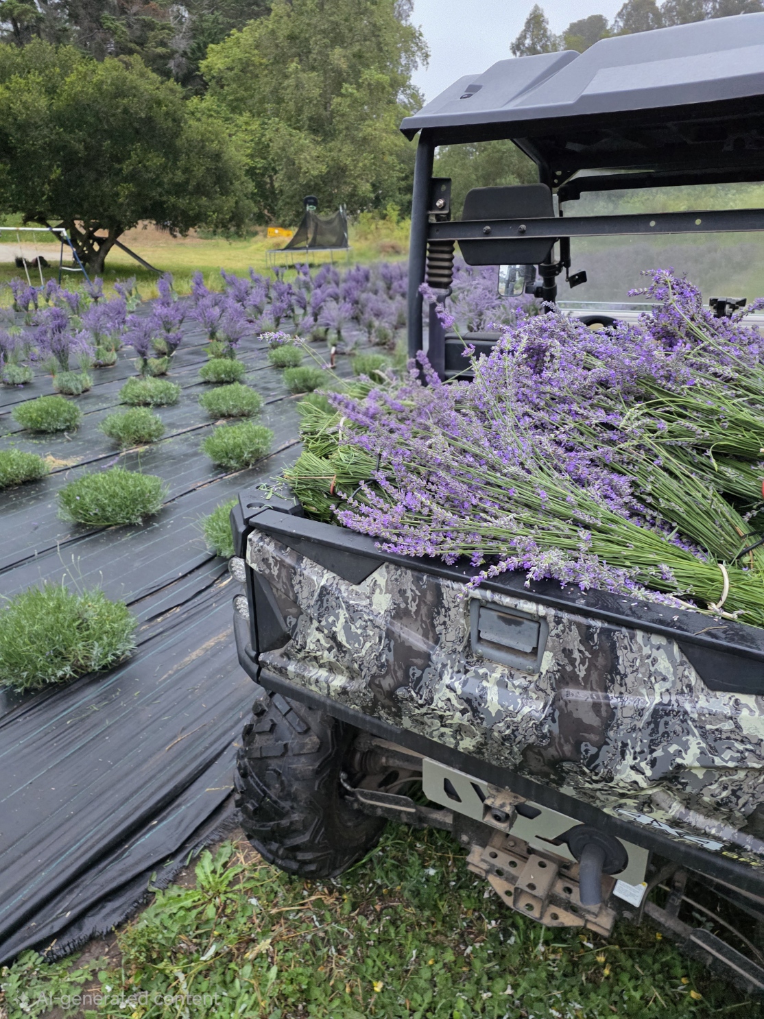 A farm cart beside lavender rows and freshly cut lavender at Brenton Family Farms