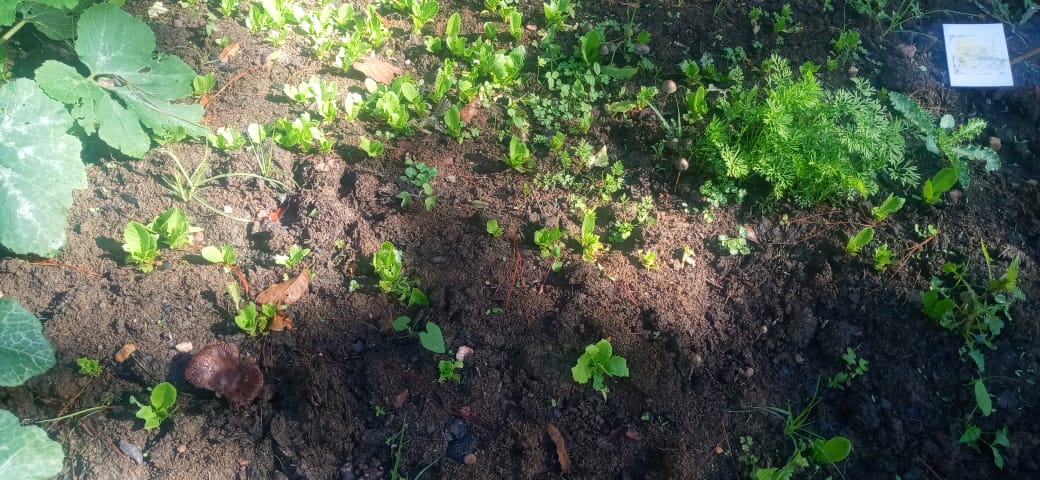 Seedlings and growing vegetables in the Chiapas community garden