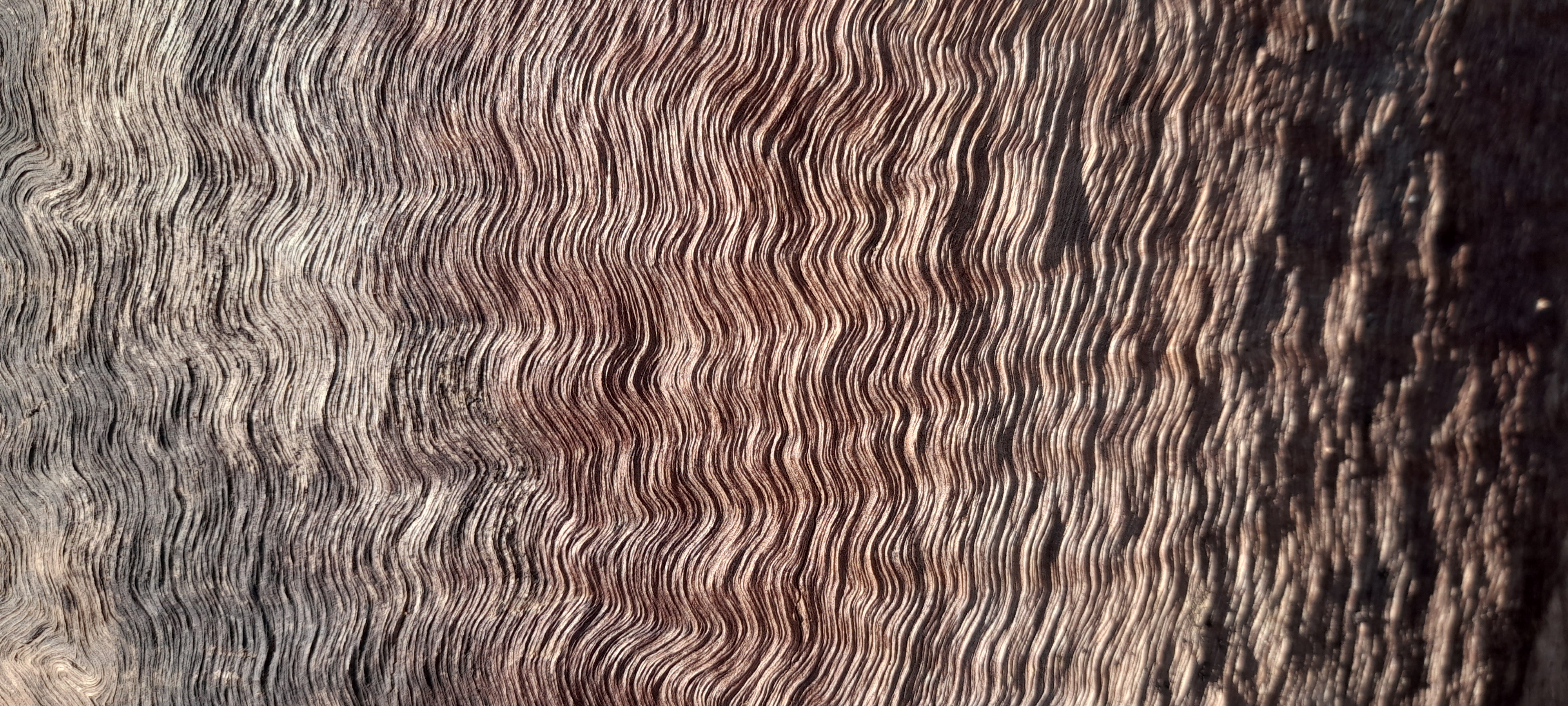 One Tree — wavy wood grain from the ancient tree used in all knife handles