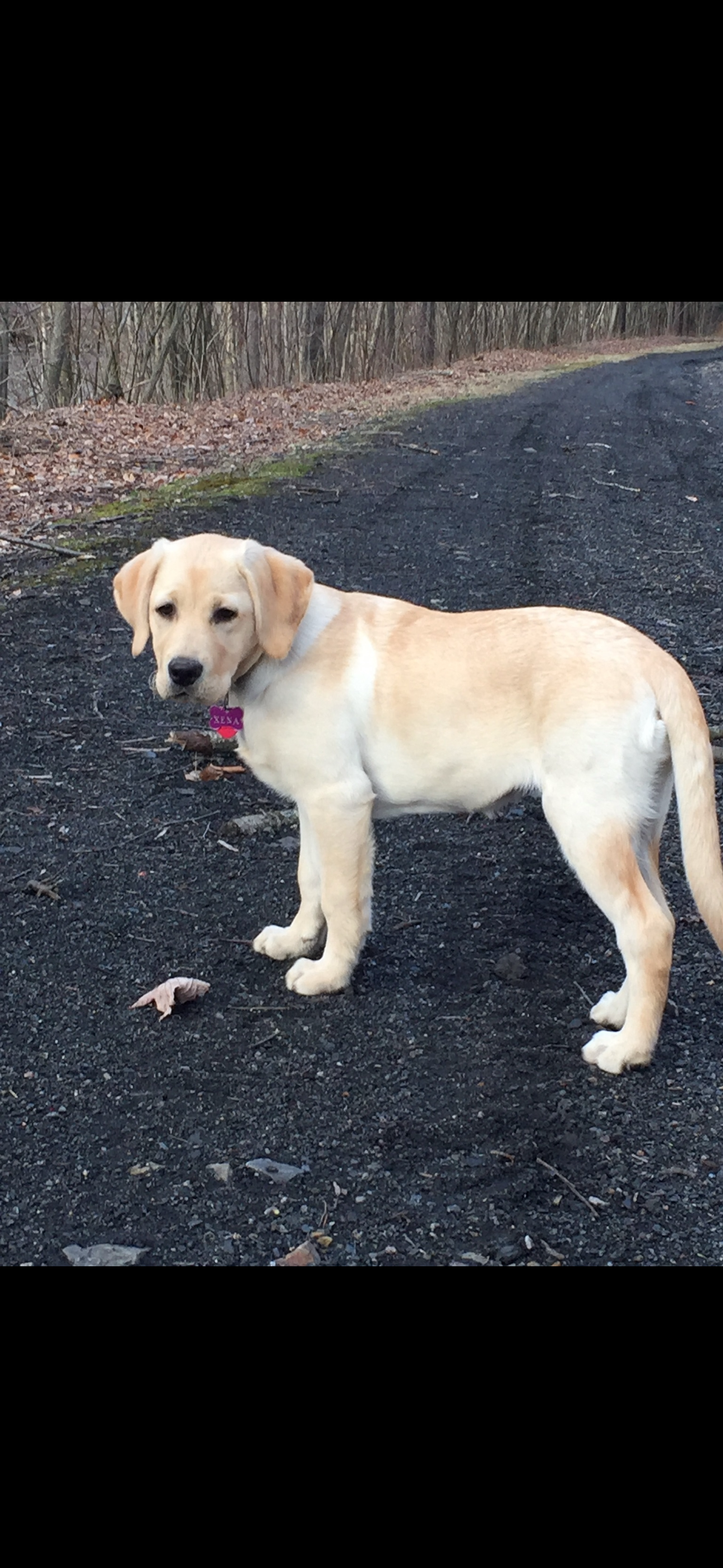Xena the Lab as a puppy on a trail