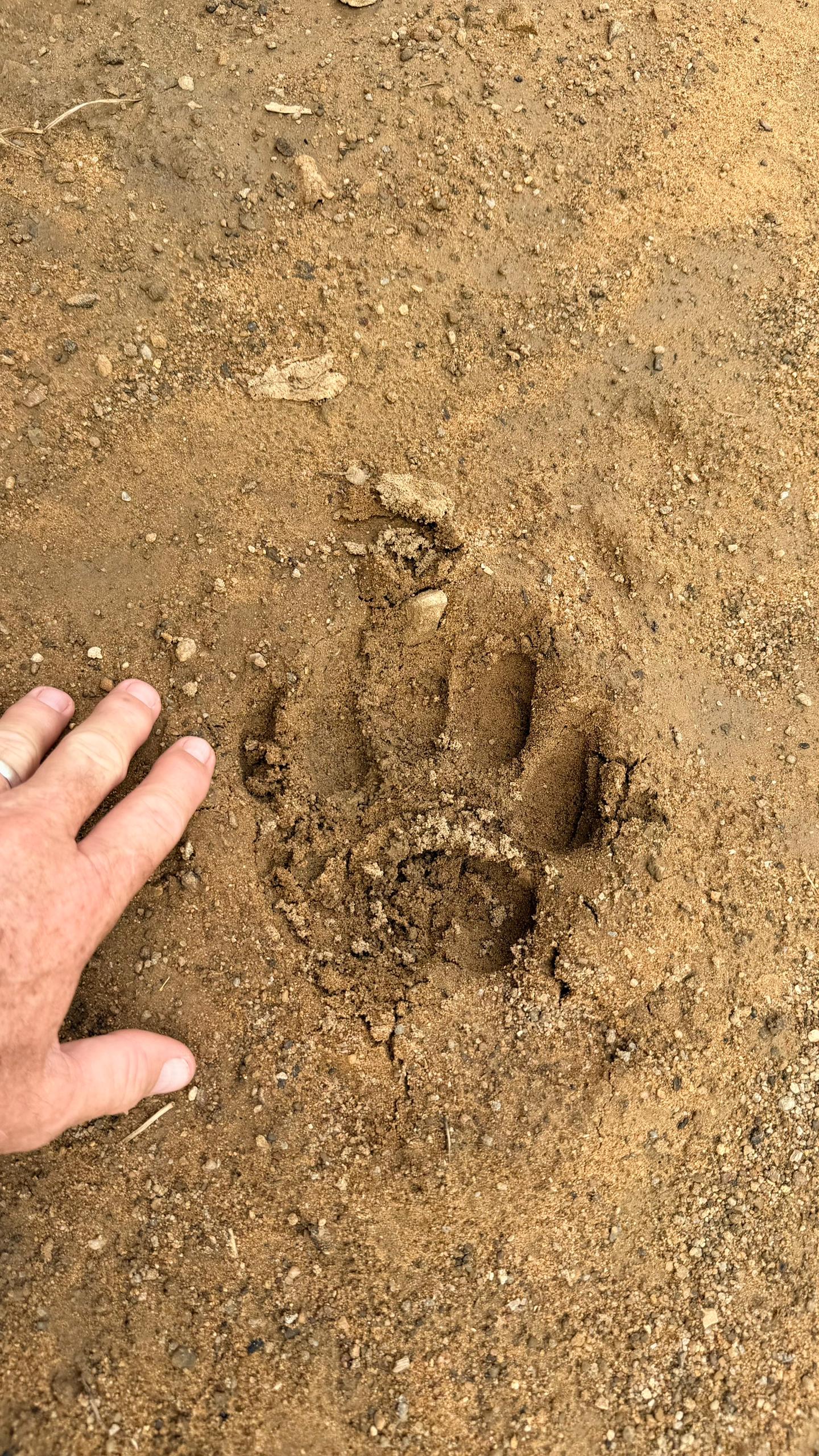 Big cat paw print in African sand — wild river corridor