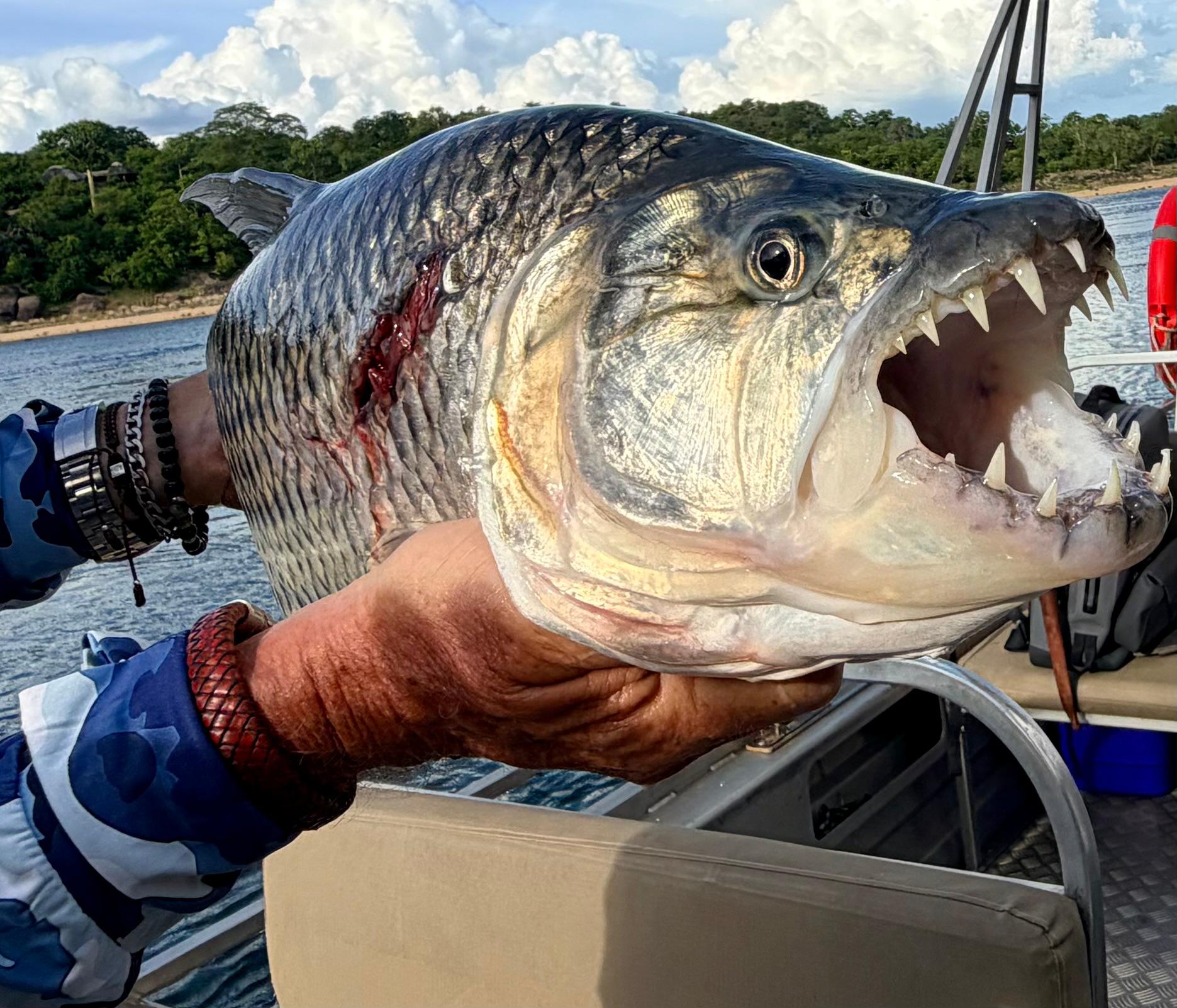 Tigerfish head close-up — open mouth, interlocking canine teeth