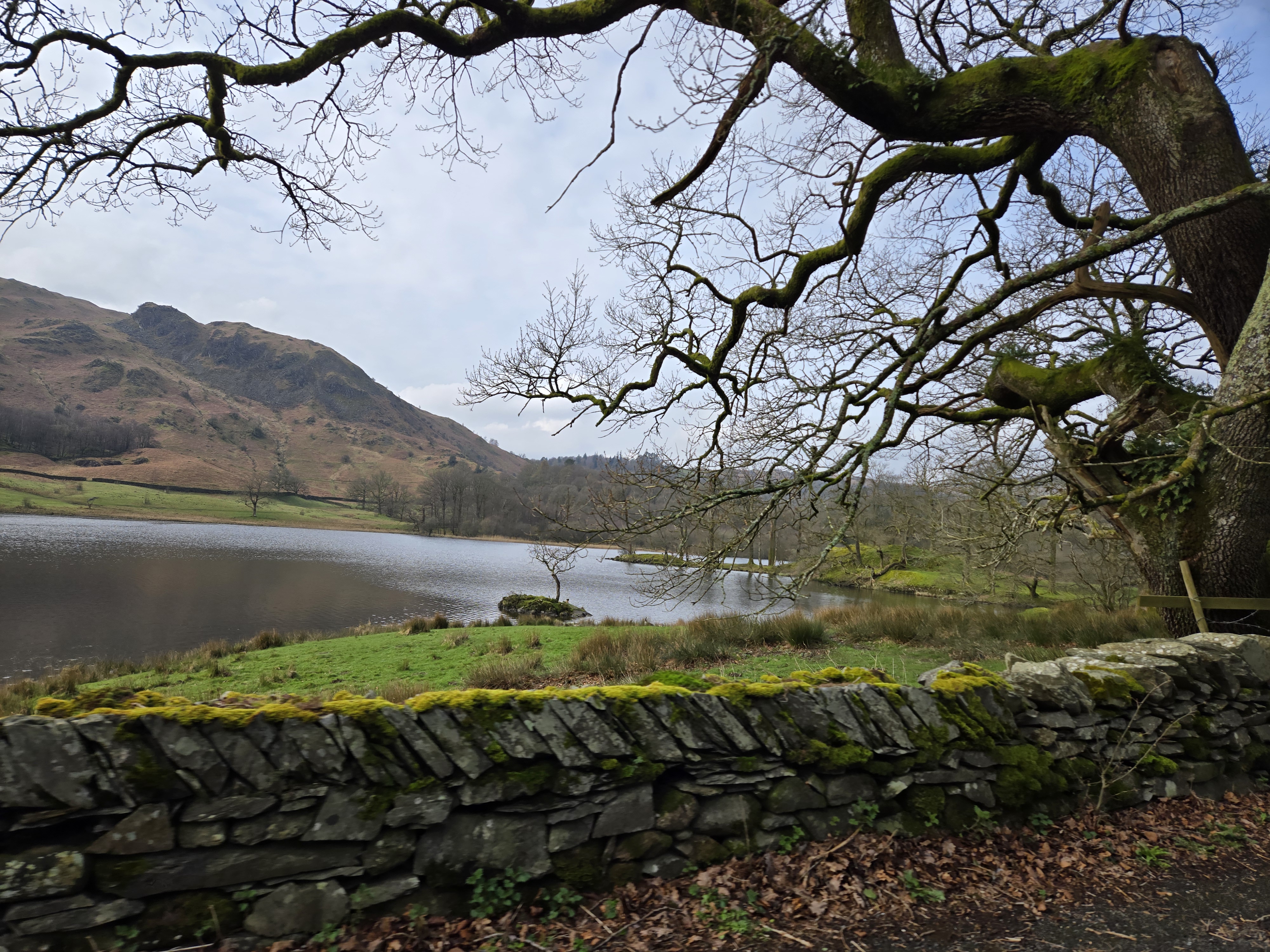 Mountain lake framed by a moss-covered tree and stone wall