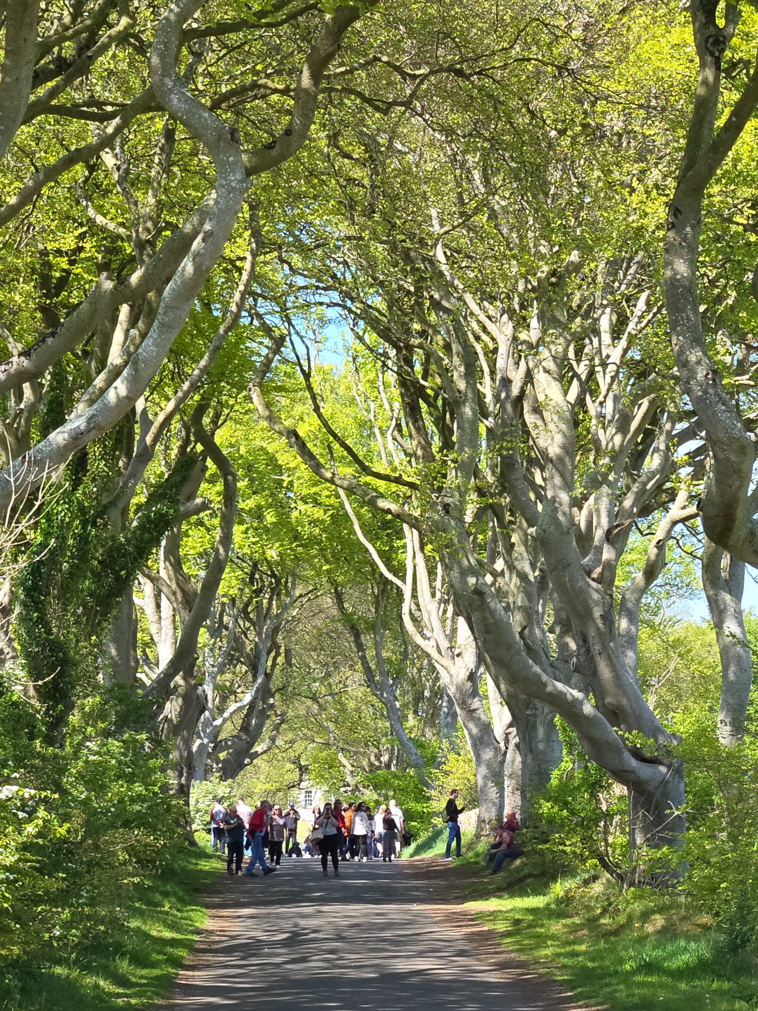 Tree-lined park path with visitors beneath leafy branches
