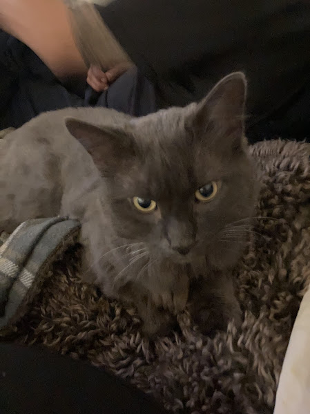 Smokey — he is a Nebelung cat and Director of Naps and Nibbles at PawPicked