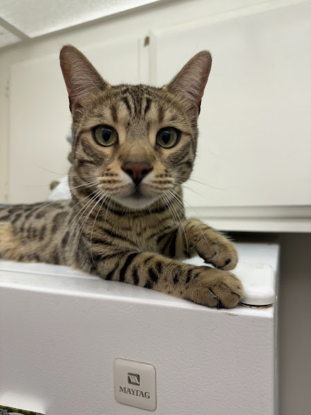 Roman — he is a Bengal cat and Head of Quality Control at PawPicked
