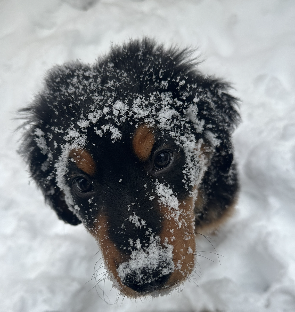 Baelor — Jason's 12-week-old Golden Bernese Mountain Dog, covered in snow