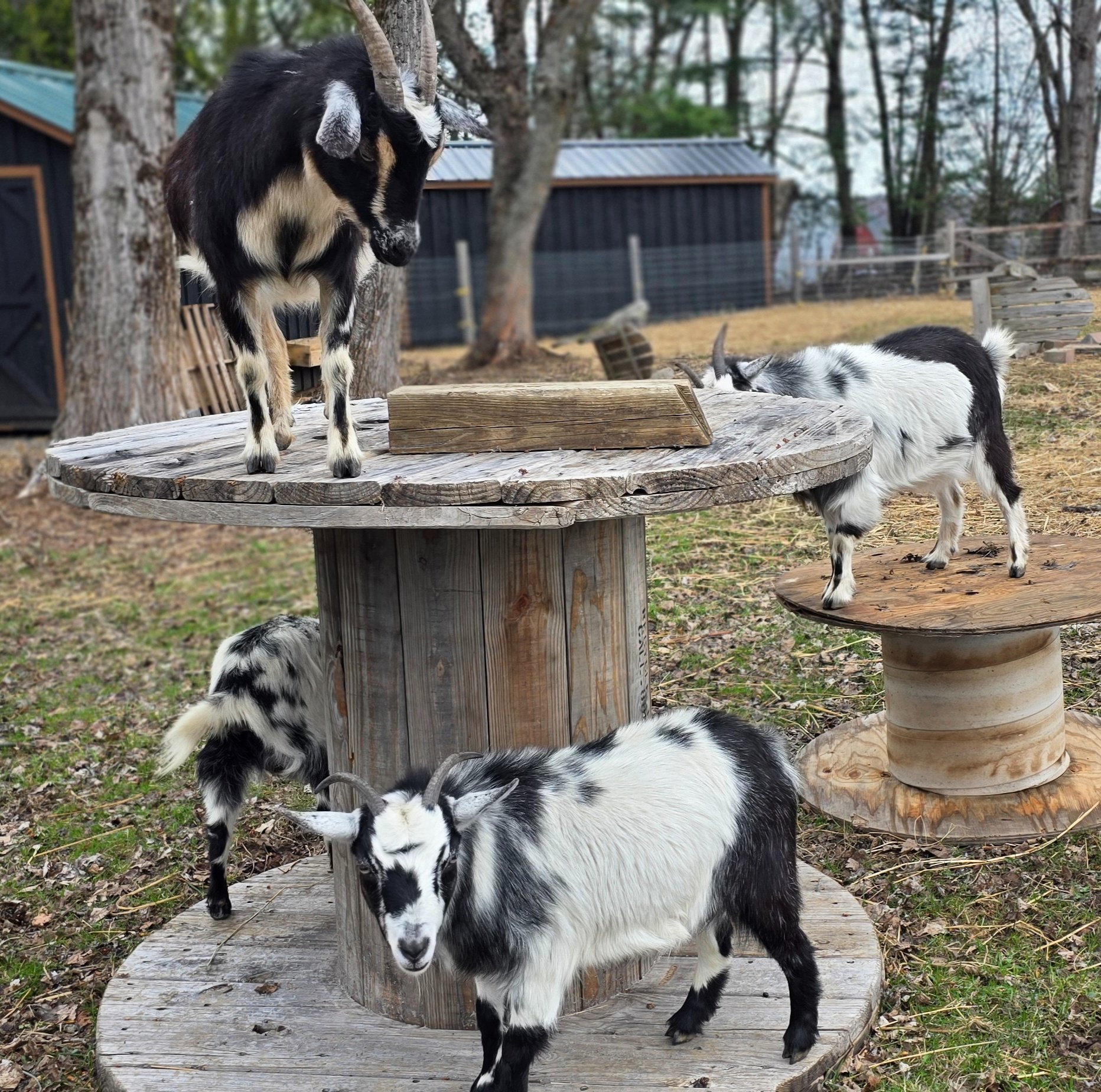 The goats being goats