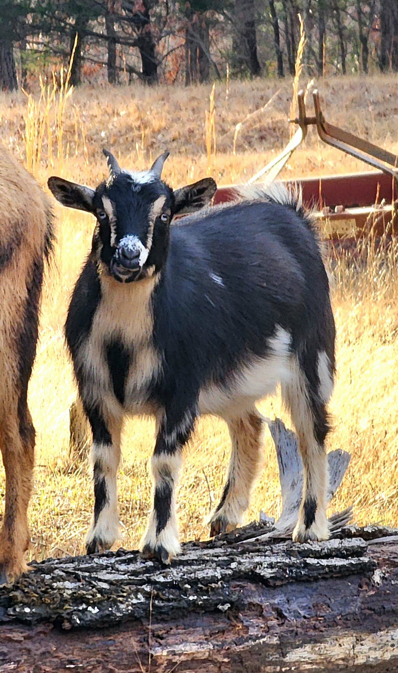Nelli the Valais Blacknose sheep