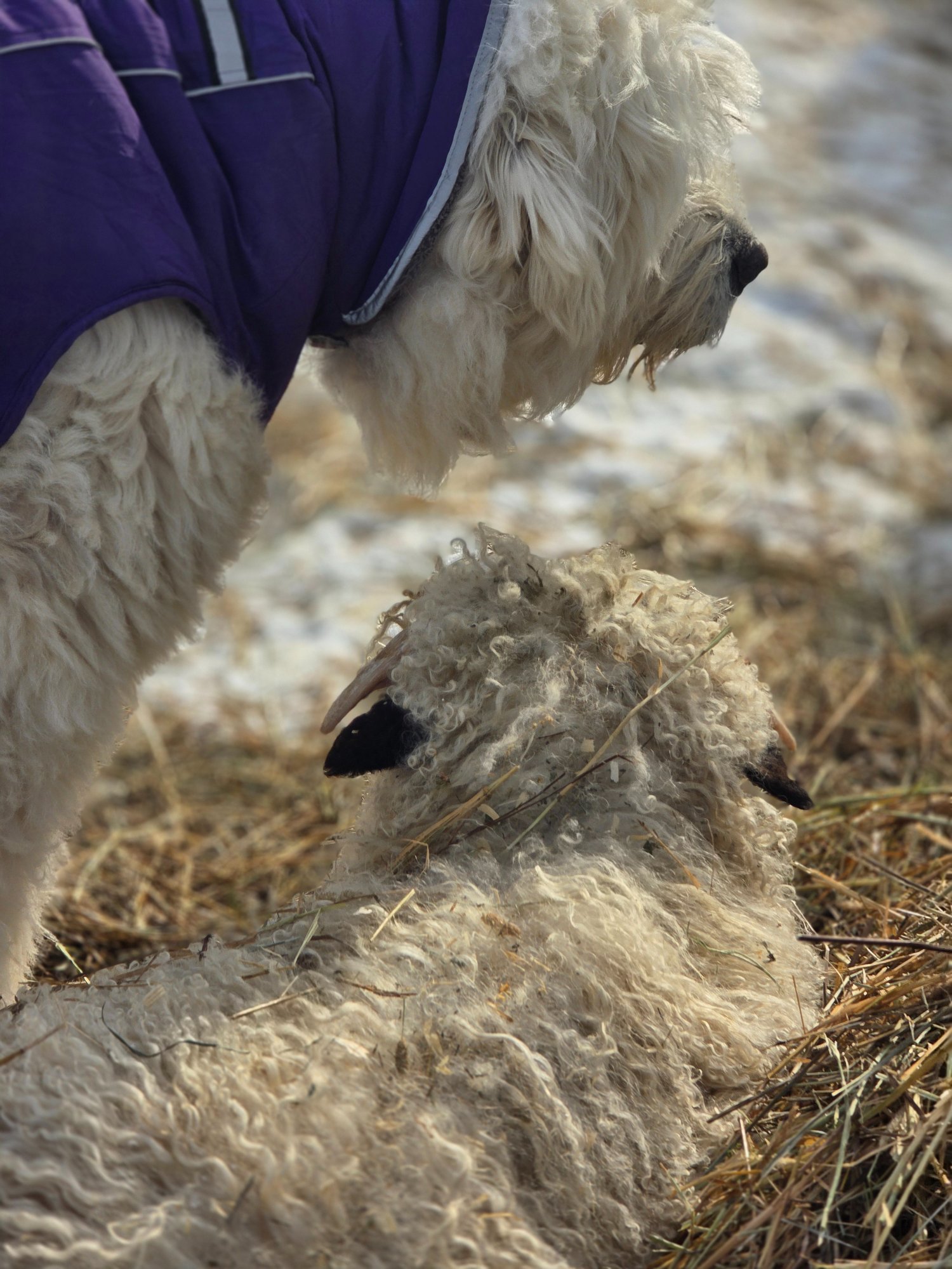 Remy and friends — group photo