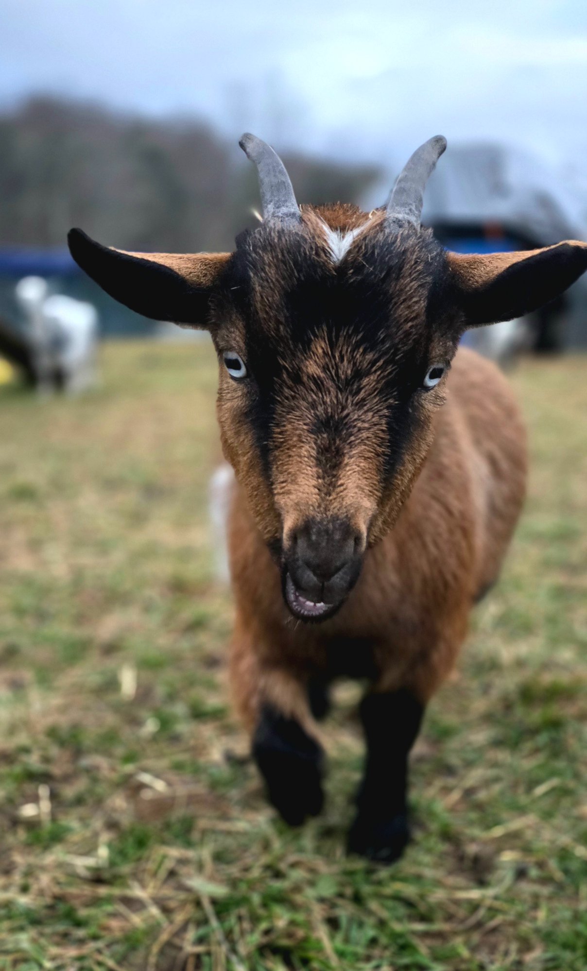 Springy cartoon illustration