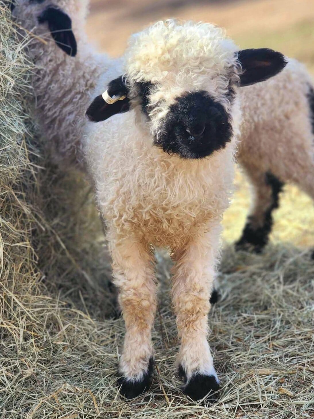 Frodo grazing peacefully