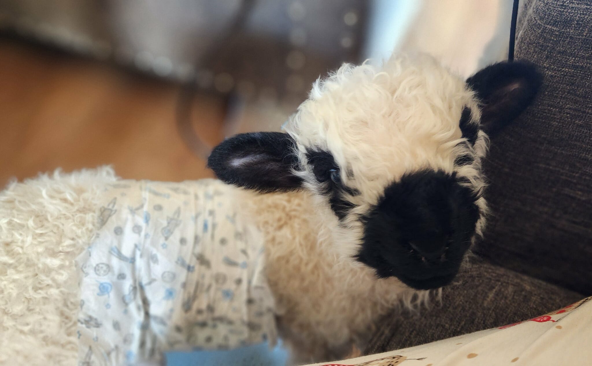 Frodo at Valais Hideaway