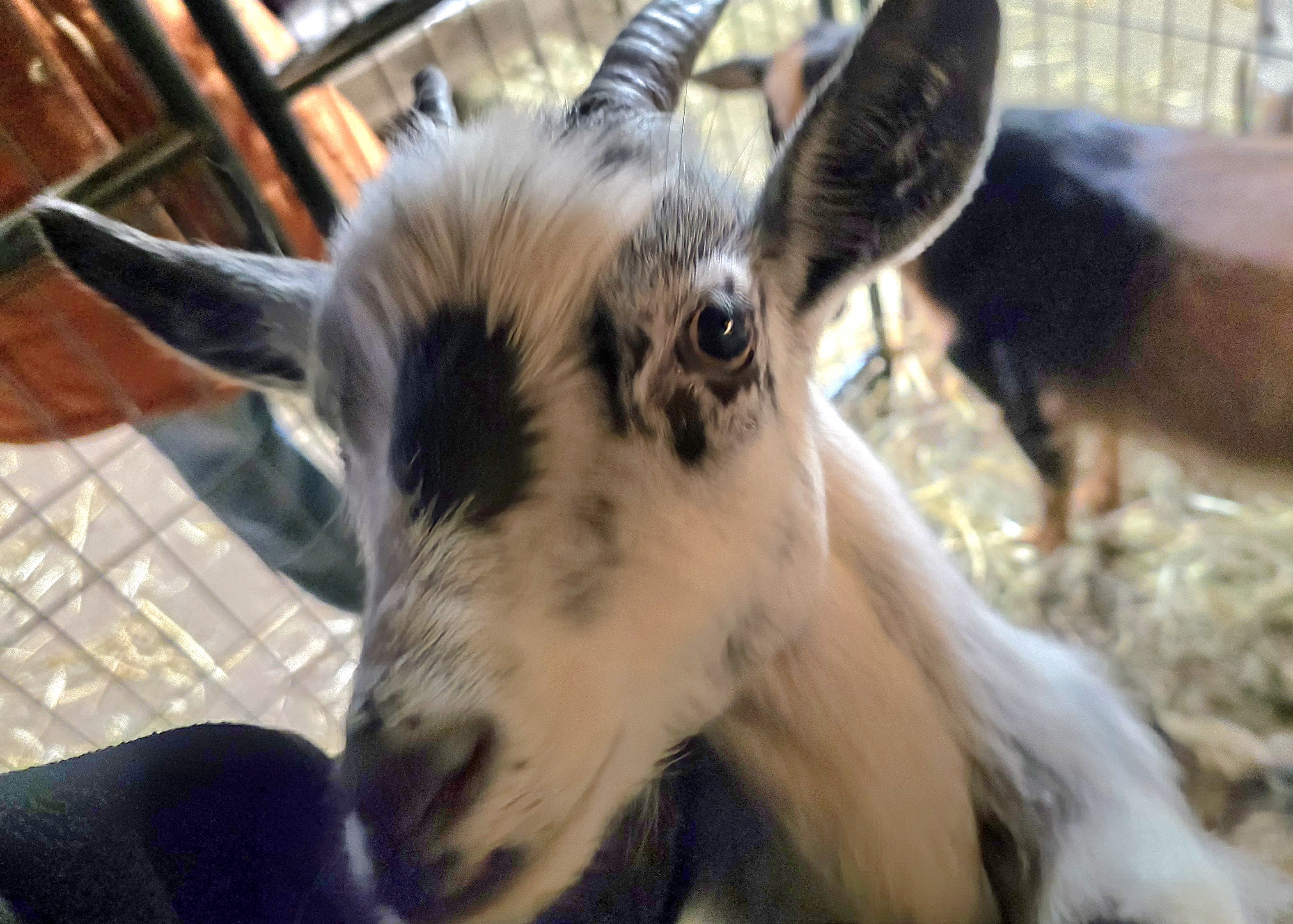 Siggy at Valais Hideaway