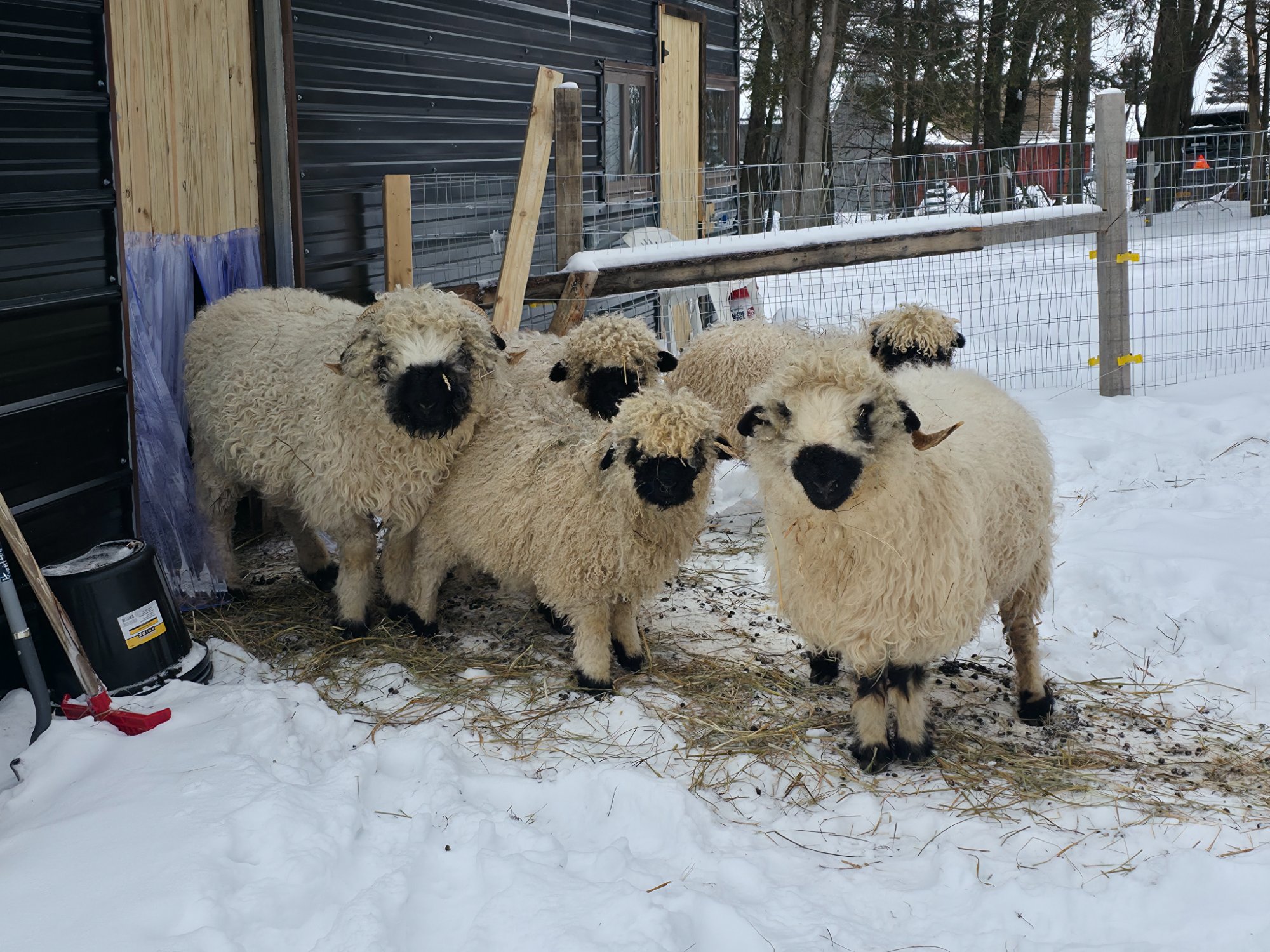 The sheep flock at Valais Hideaway