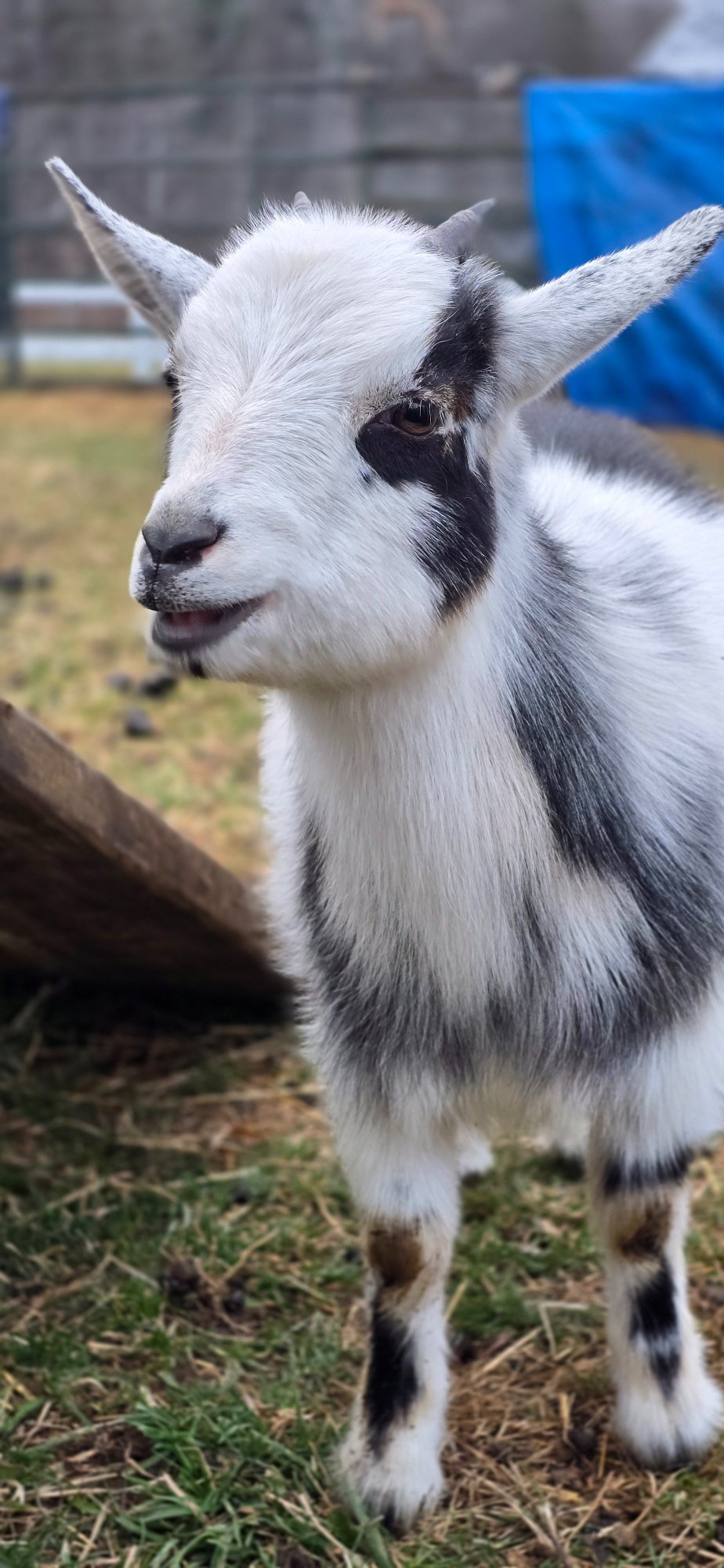 May the goat — standing full body