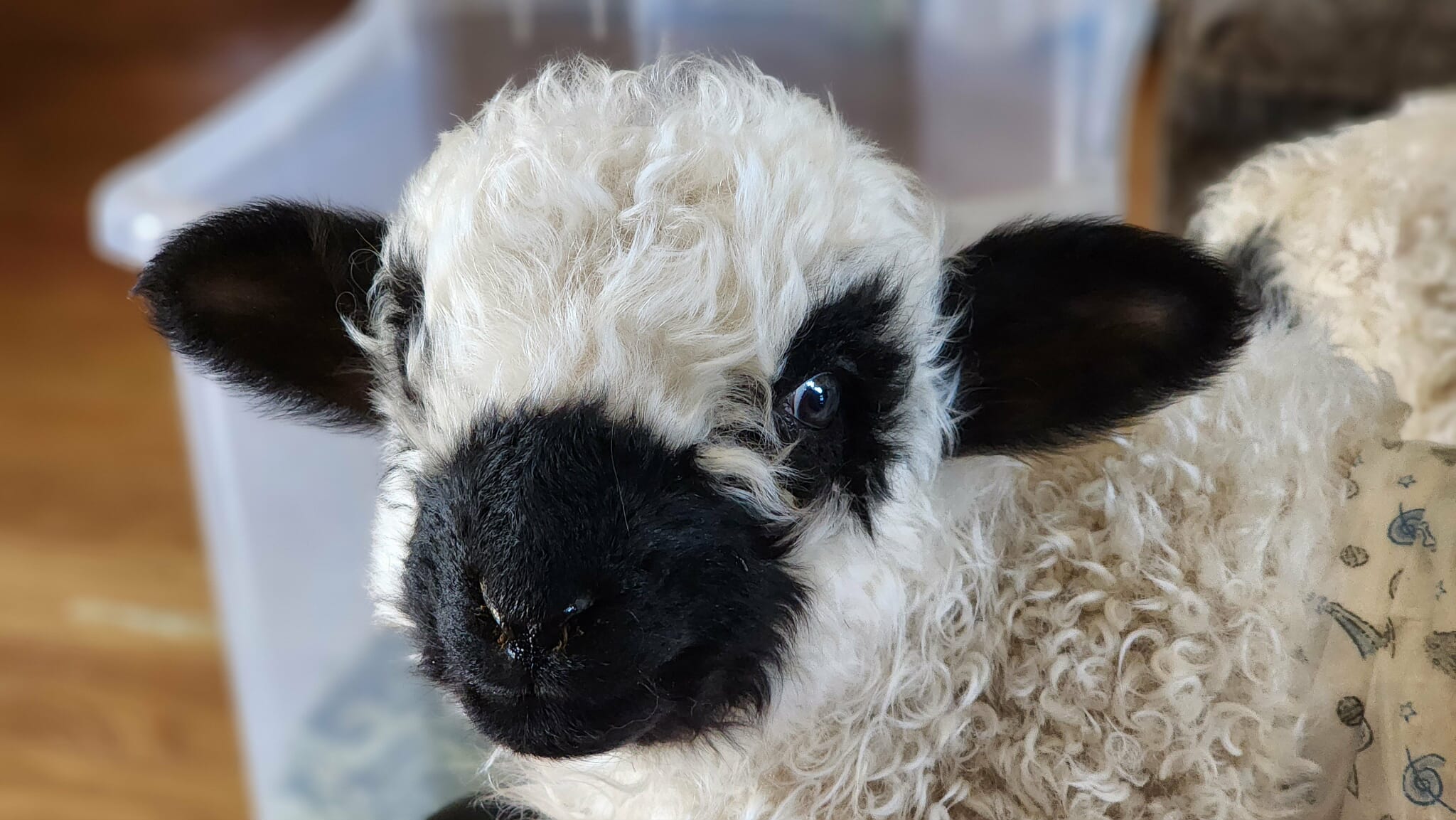 Frodo looking curious