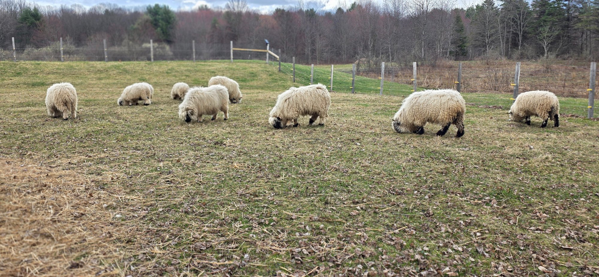 Sheep group at Valais Hideaway