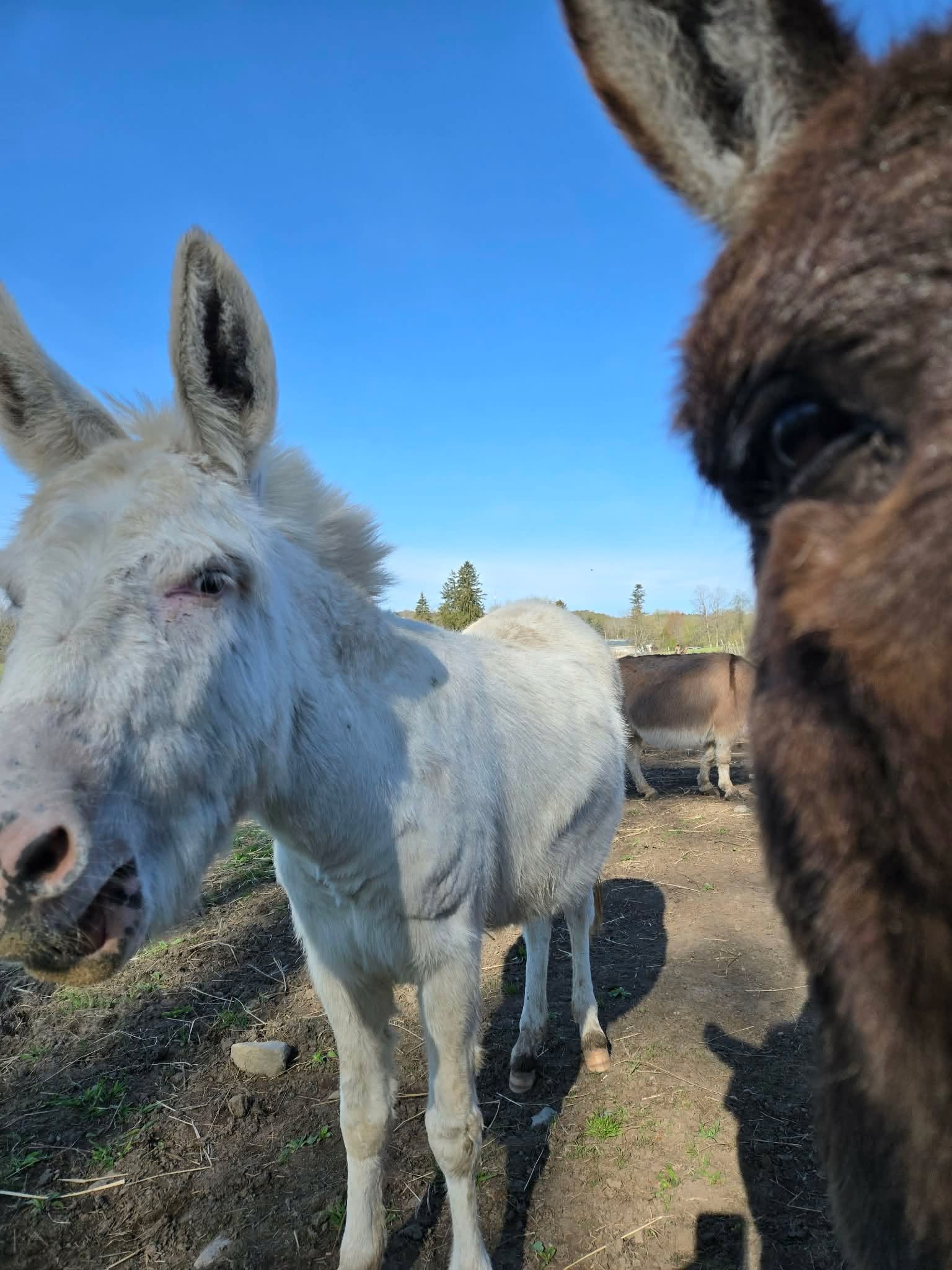 Sugar and Walther the mini donkeys
