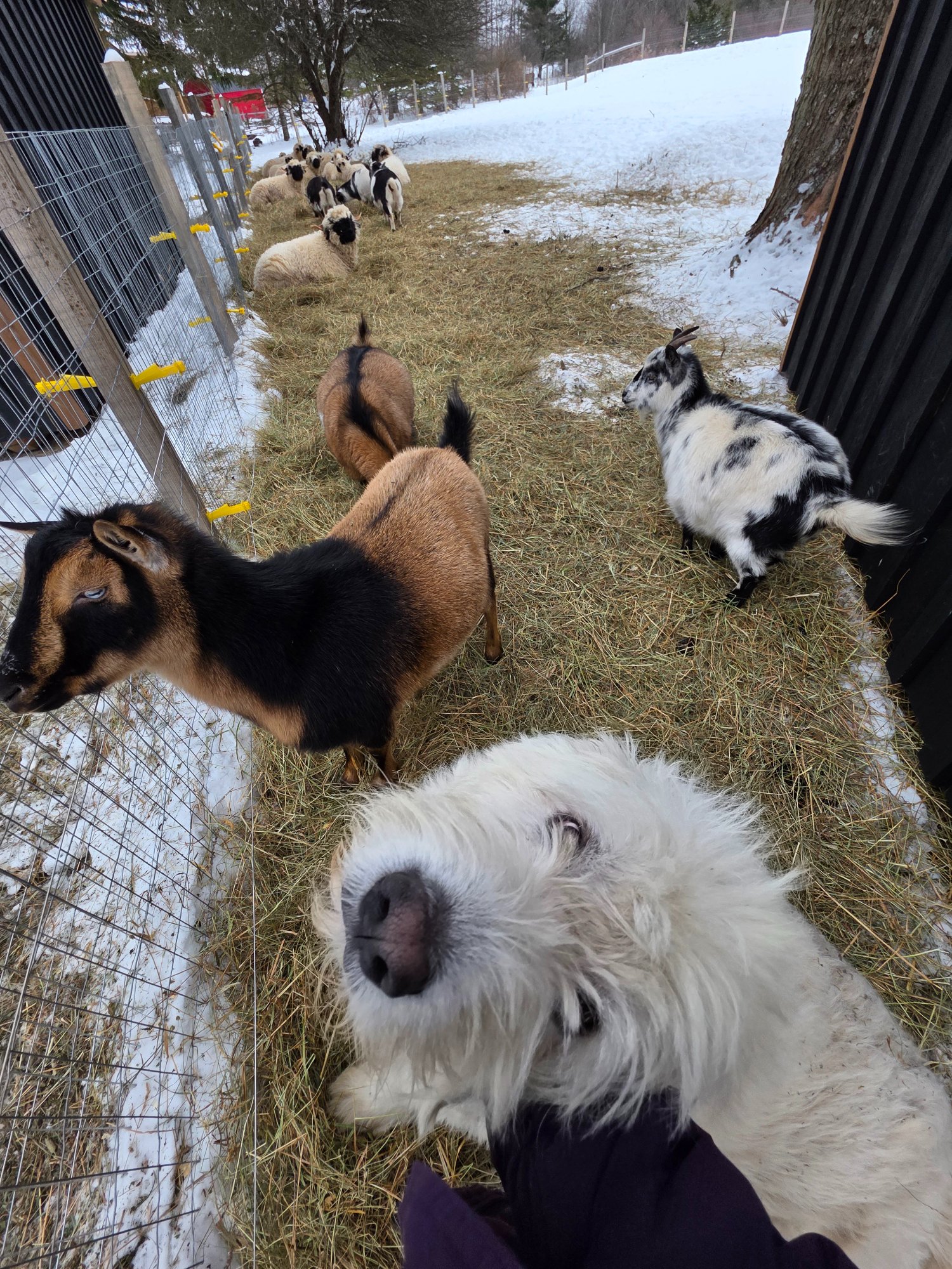 Remy and friends grazing together
