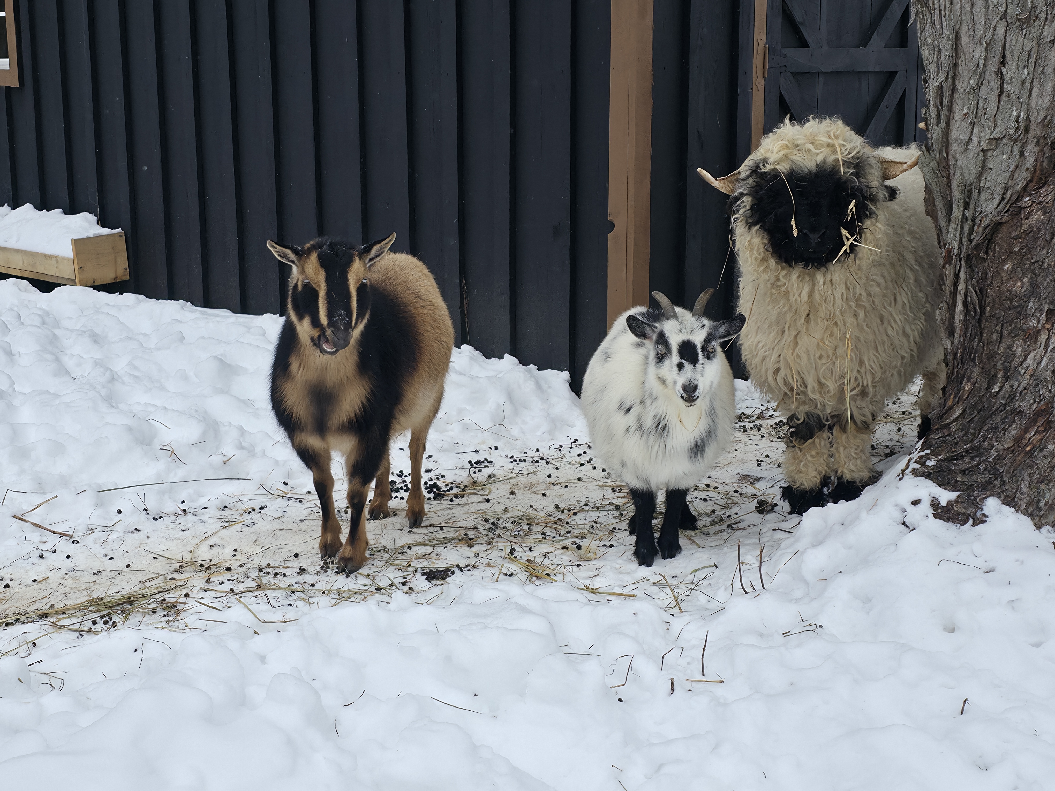 The mixed herd at Valais Hideaway