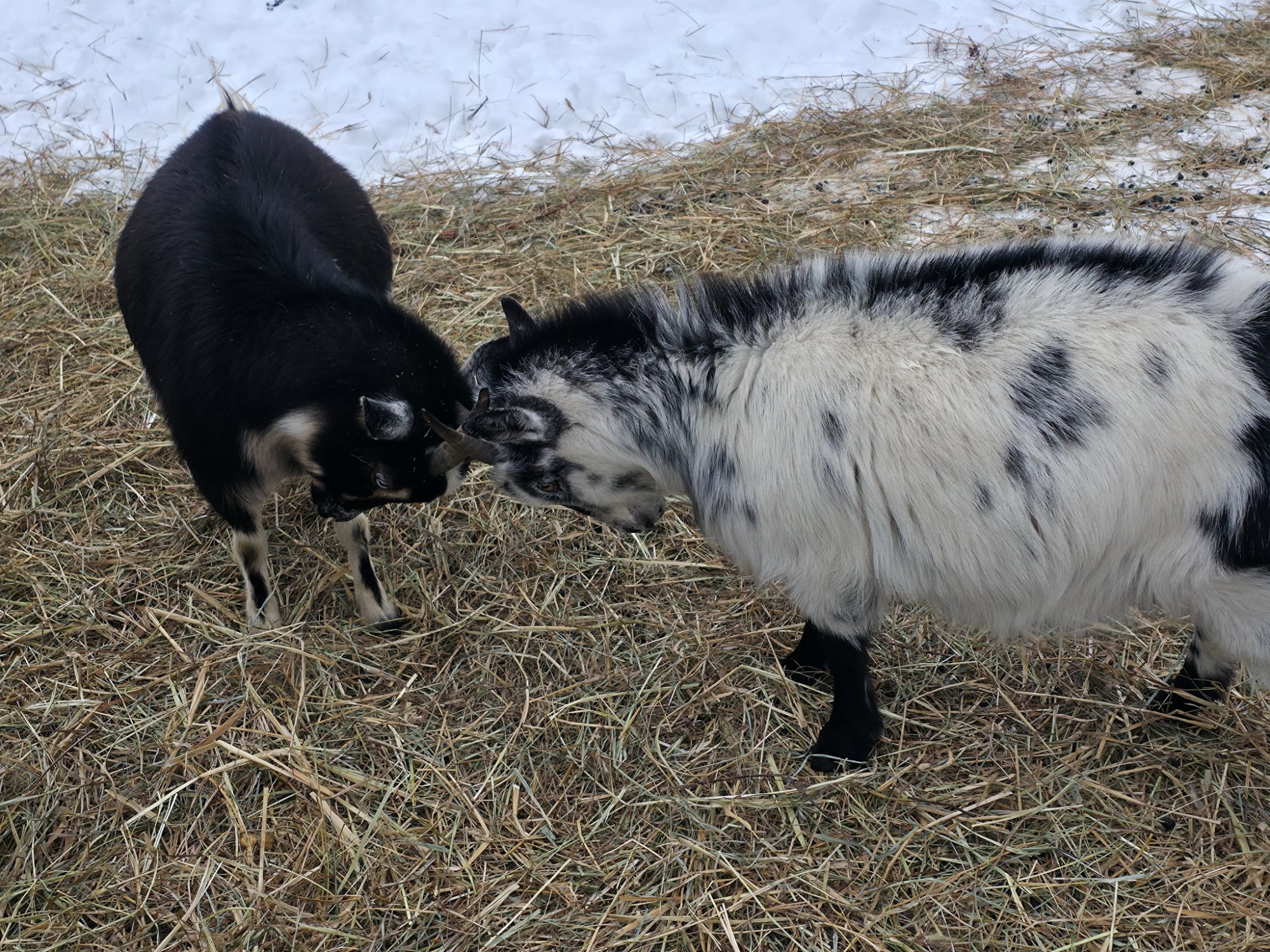 The goats at Valais Hideaway